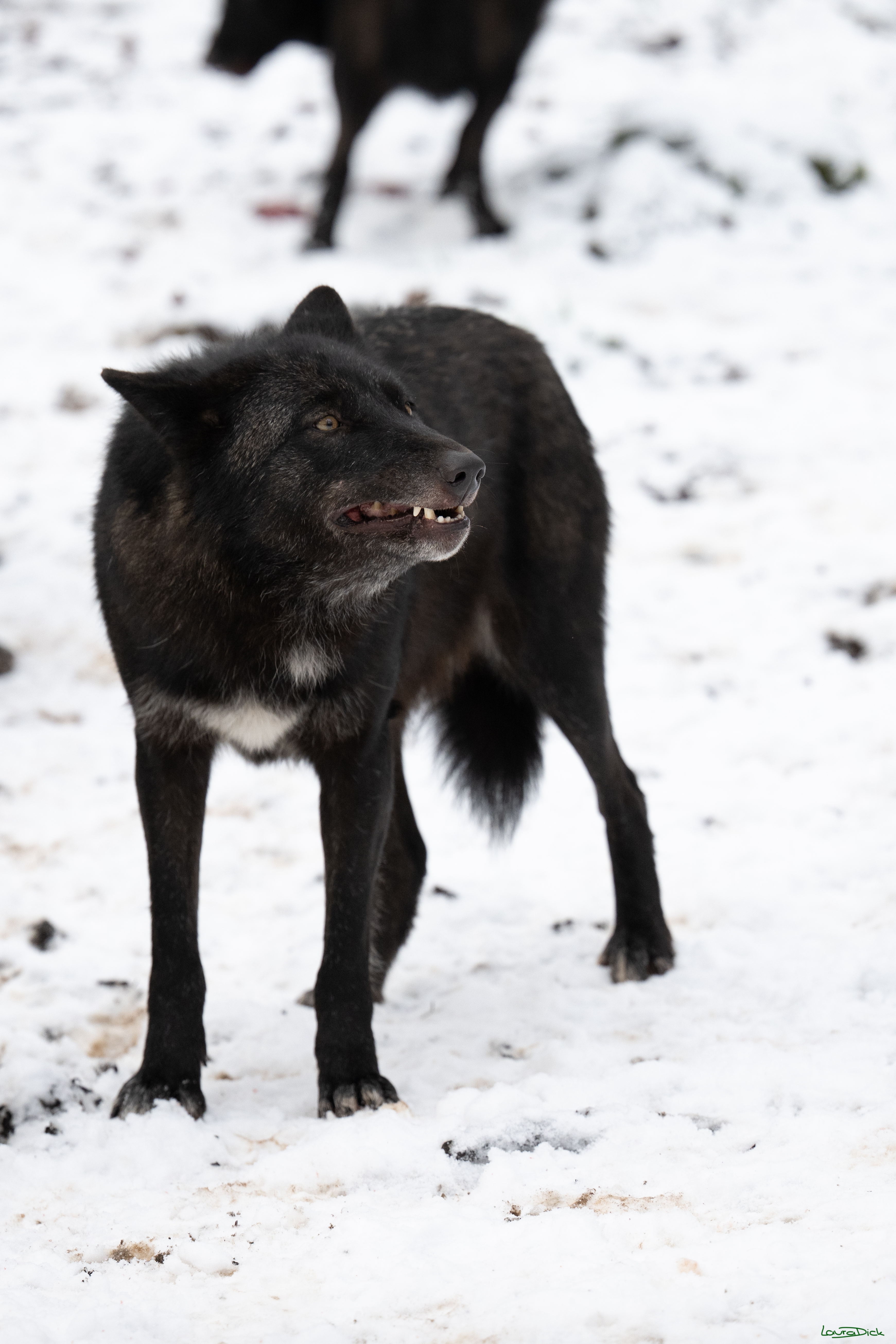 Wolfsfuetterung; Pelm, 04.01.2025