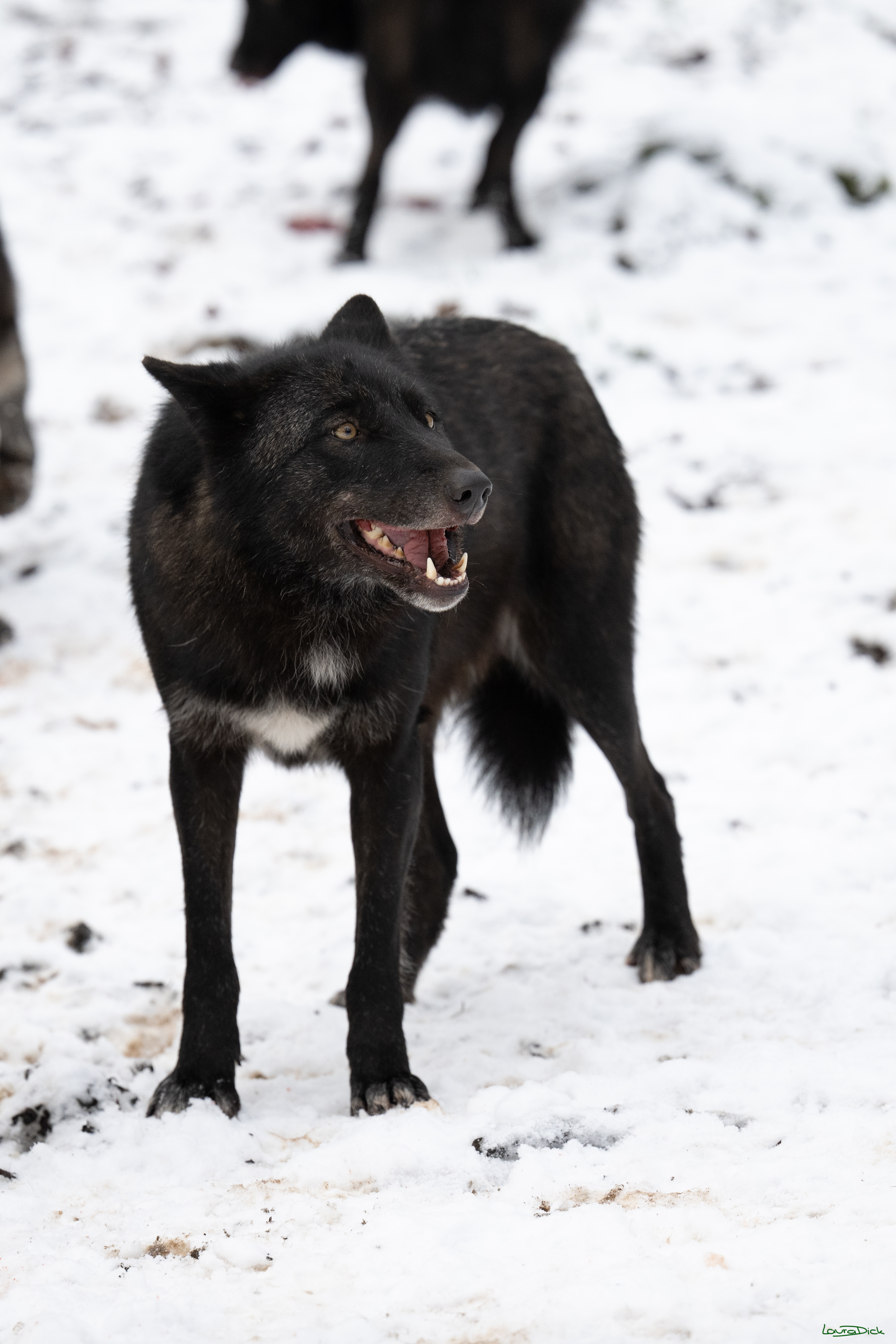 Wolfsfuetterung; Pelm, 04.01.2025