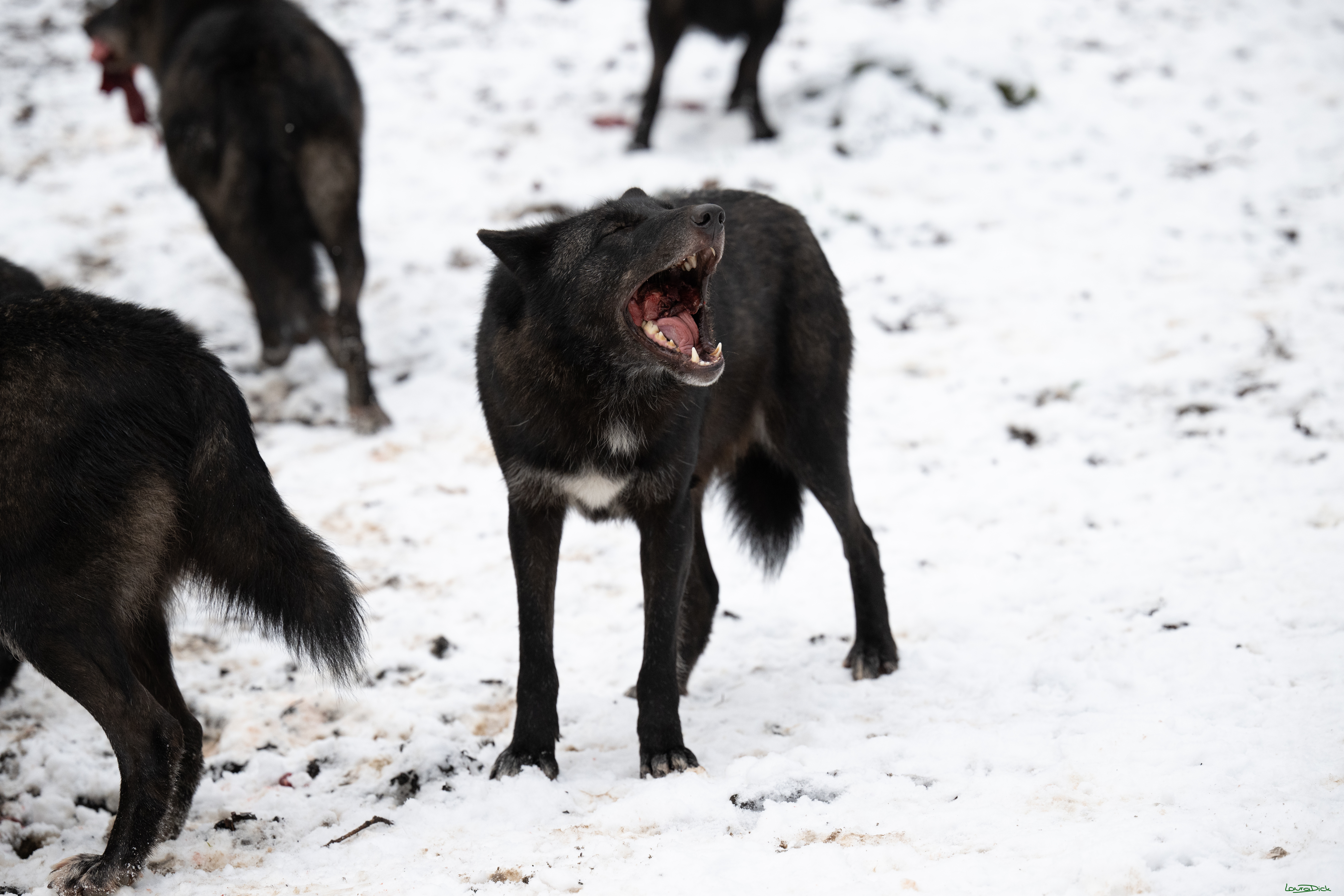 Wolfsfuetterung; Pelm, 04.01.2025