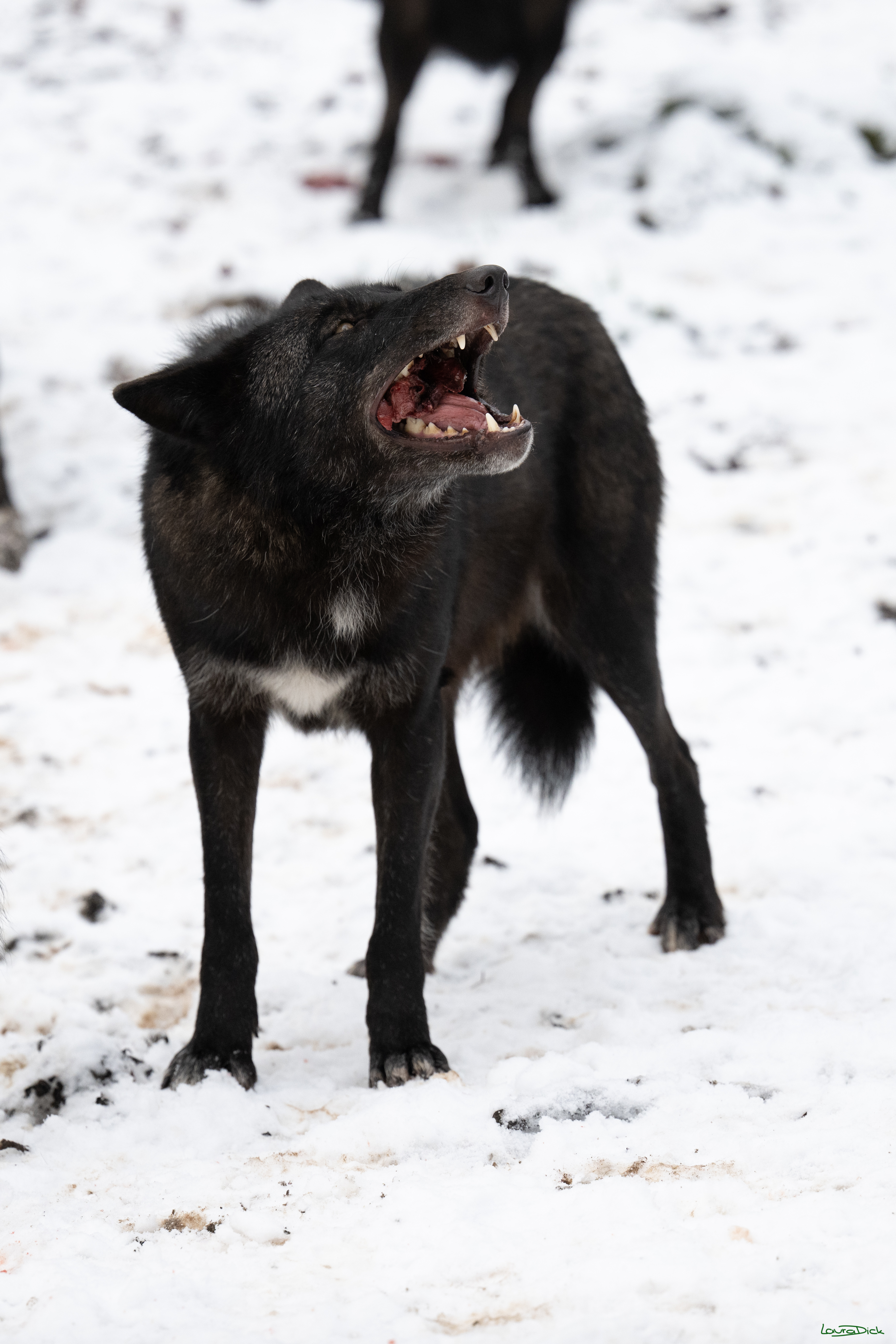 Wolfsfuetterung; Pelm, 04.01.2025