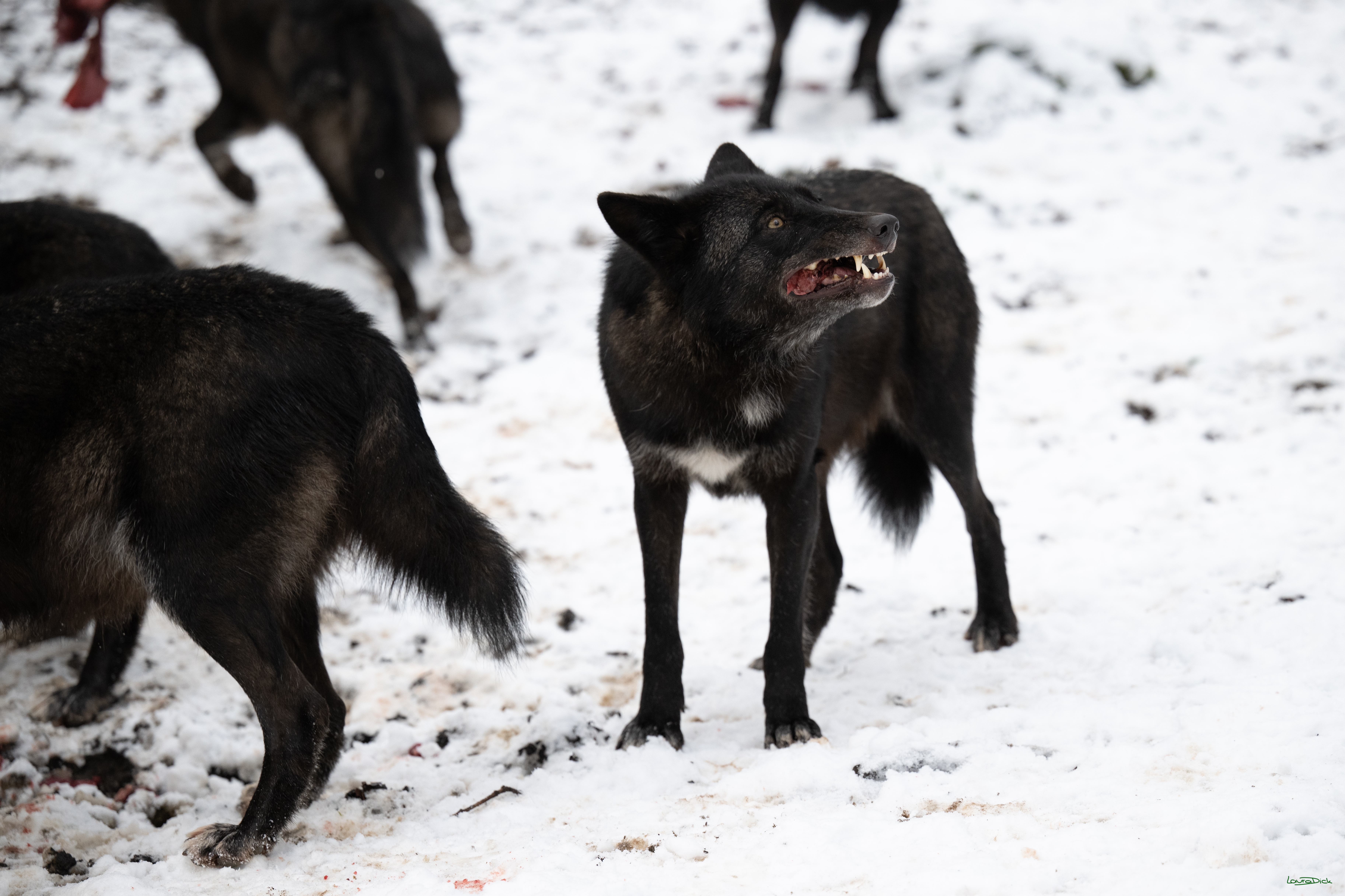 Wolfsfuetterung; Pelm, 04.01.2025