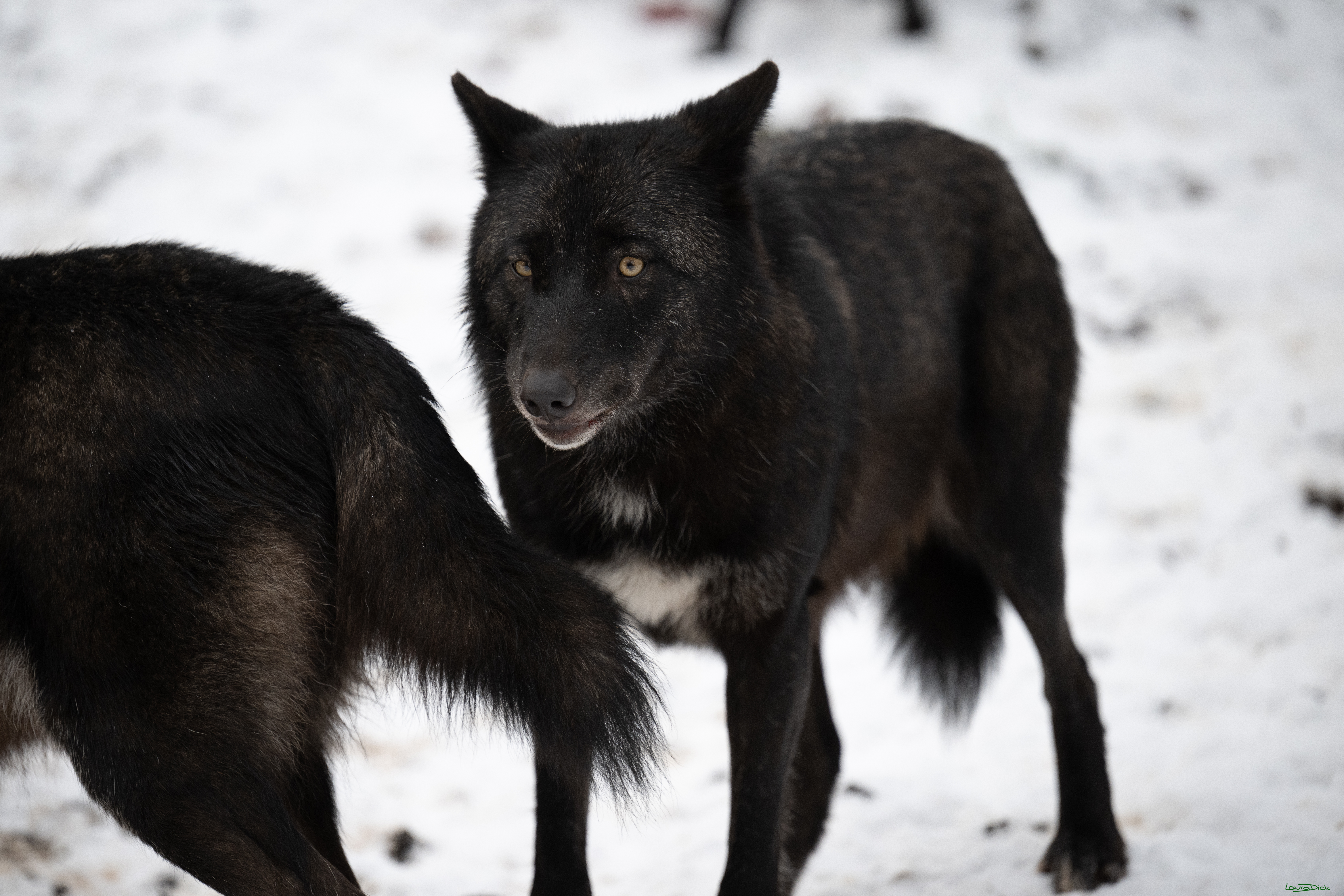 Wolfsfuetterung; Pelm, 04.01.2025