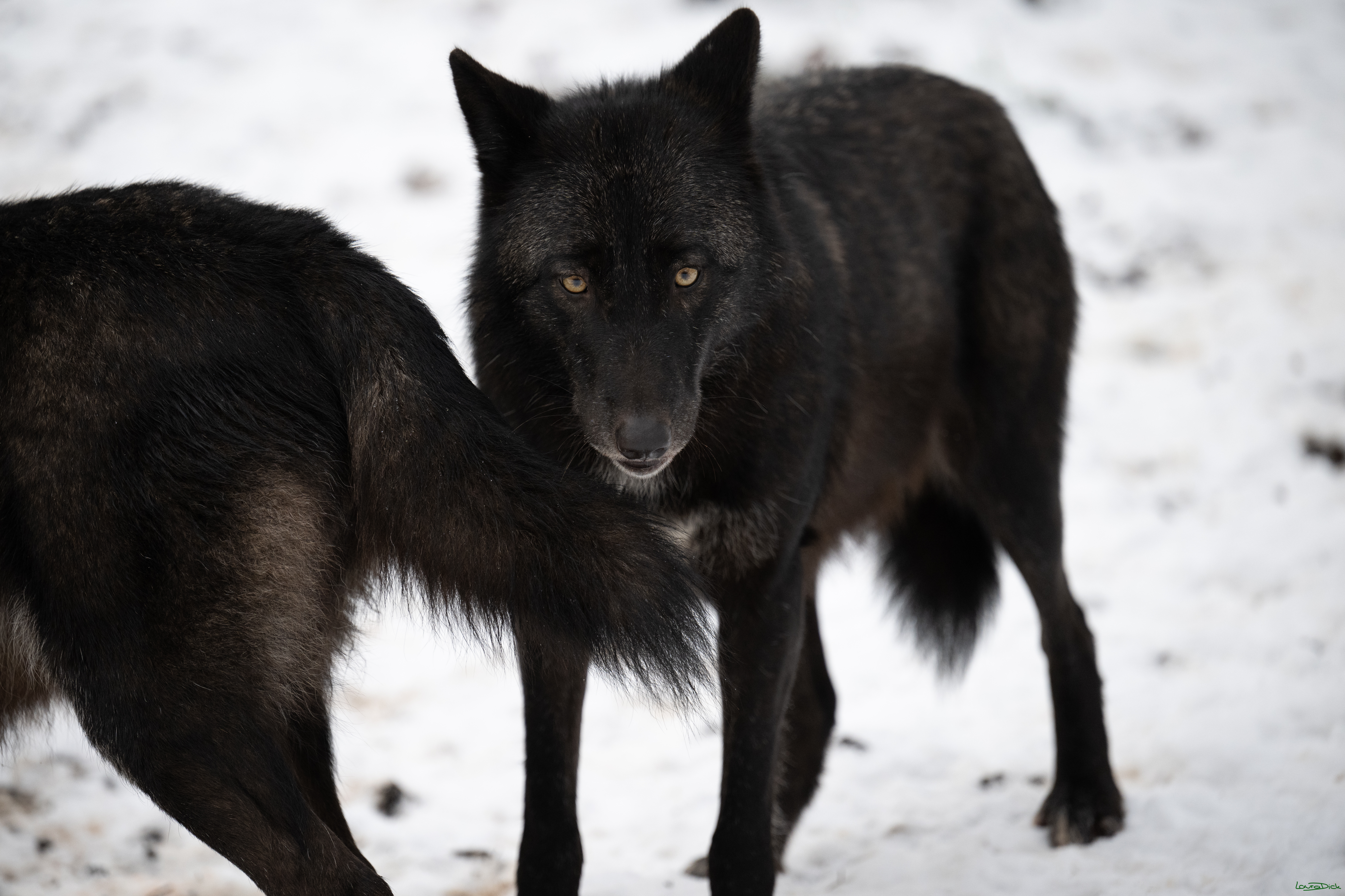 Wolfsfuetterung; Pelm, 04.01.2025