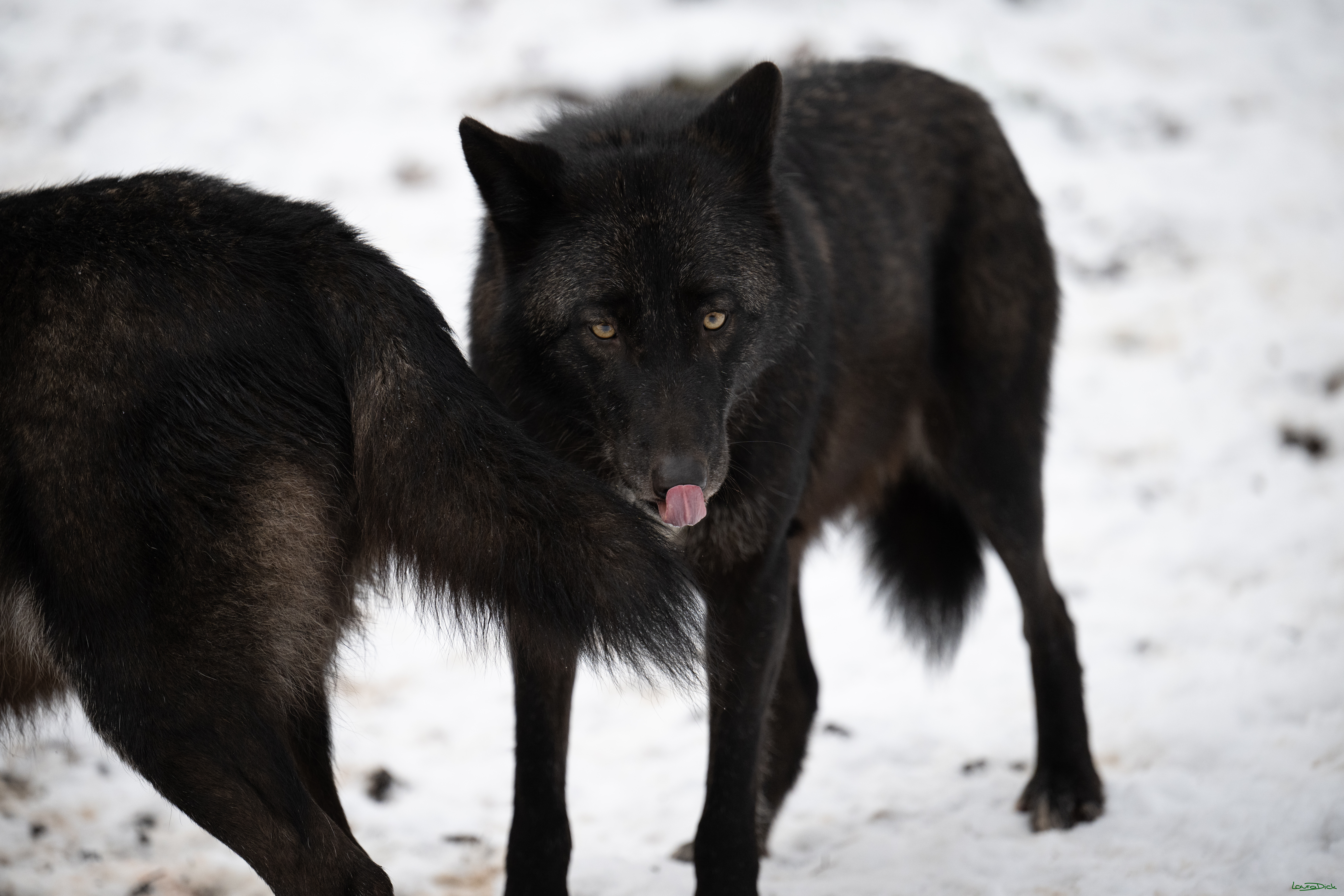 Wolfsfuetterung; Pelm, 04.01.2025