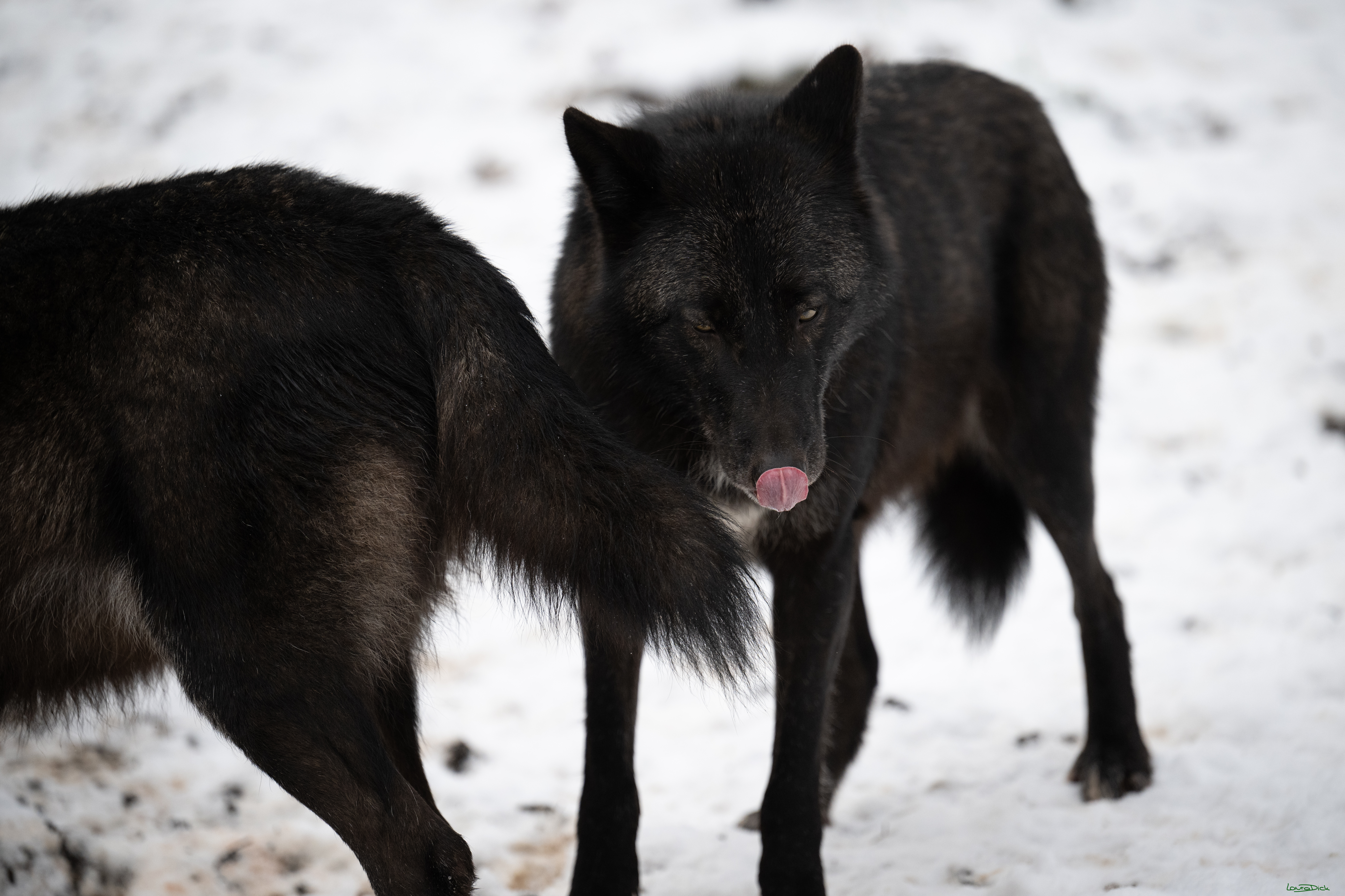 Wolfsfuetterung; Pelm, 04.01.2025