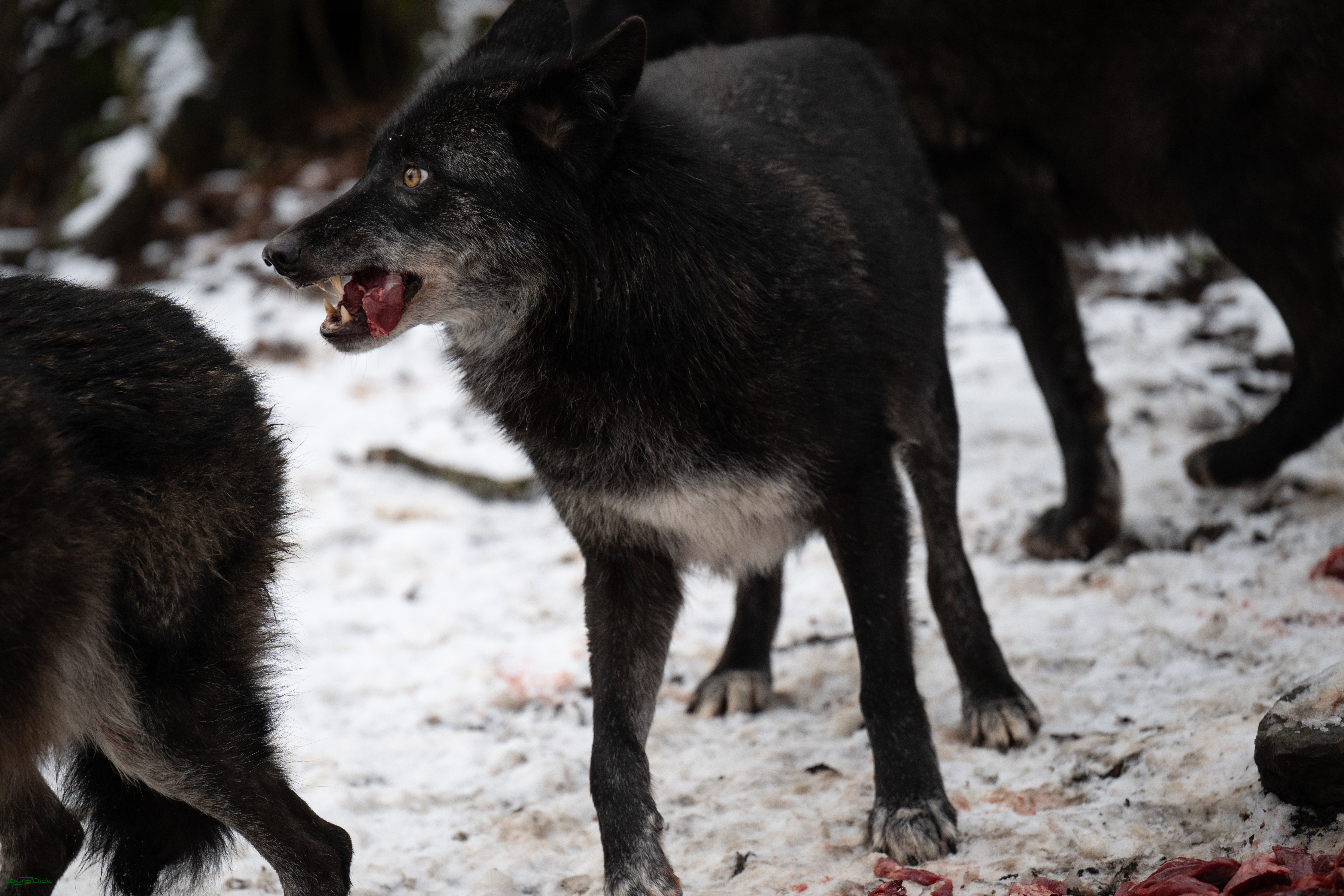 Wolfsfuetterung; Pelm, 04.01.2025