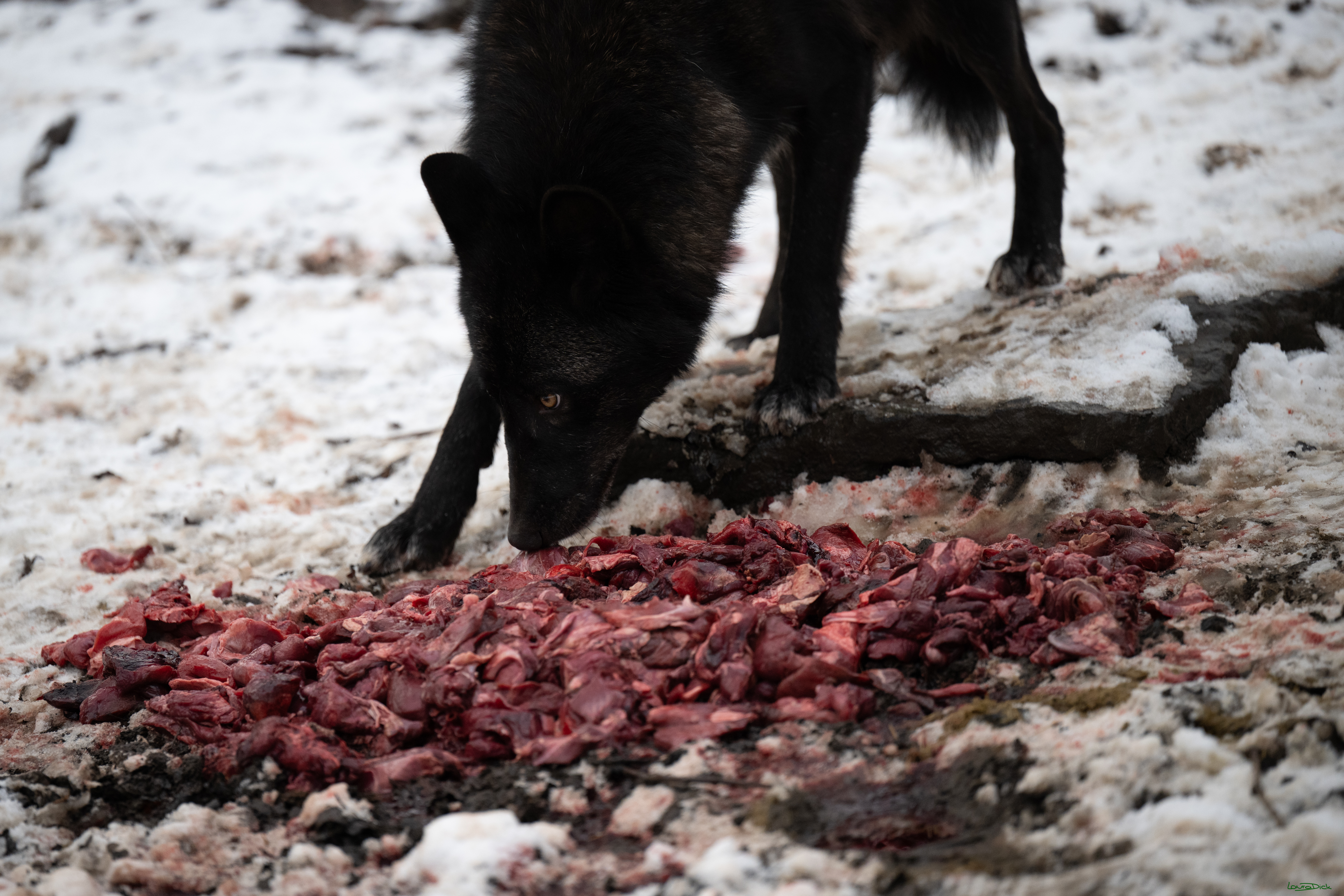 Wolfsfuetterung; Pelm, 04.01.2025