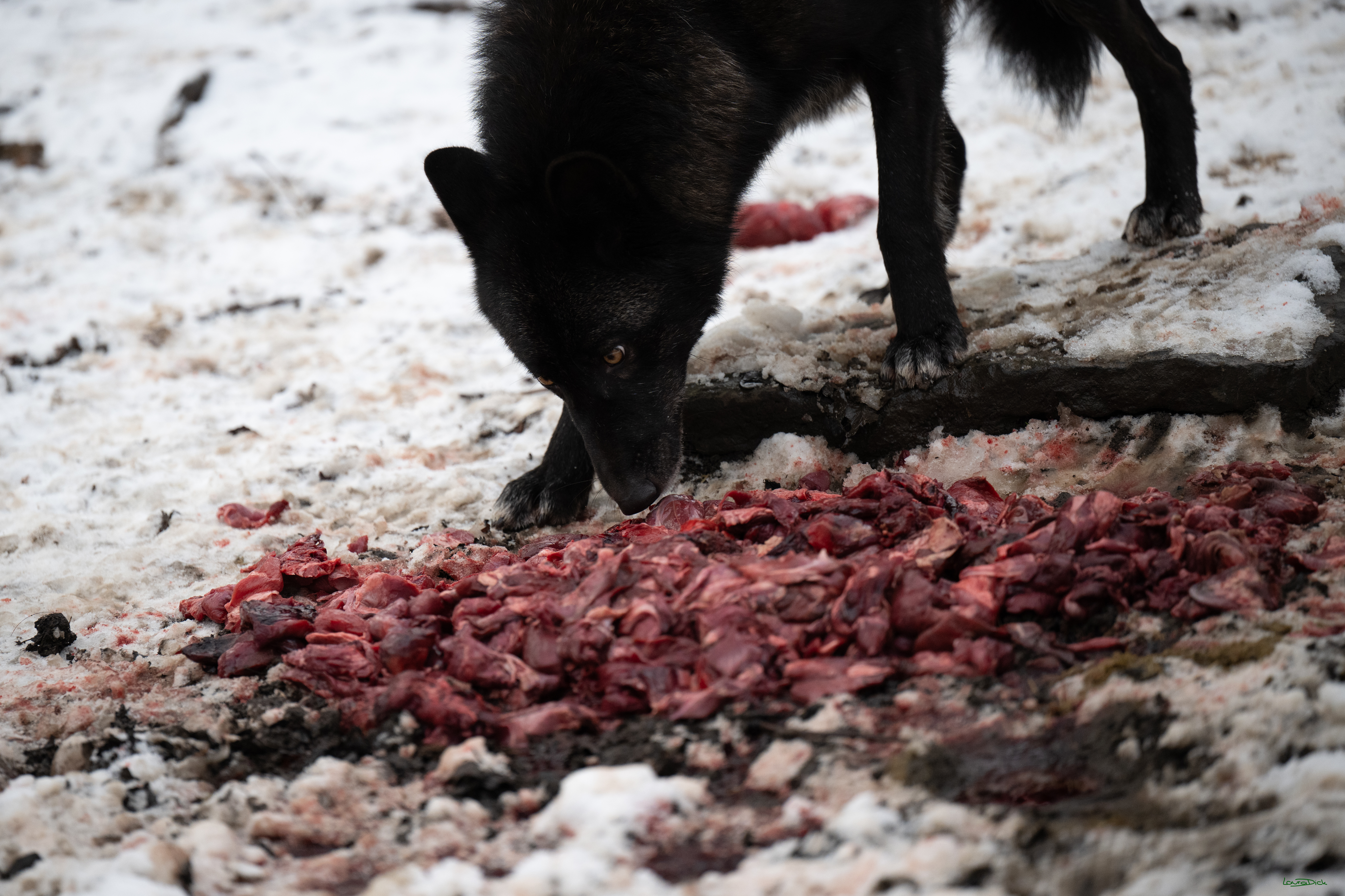 Wolfsfuetterung; Pelm, 04.01.2025