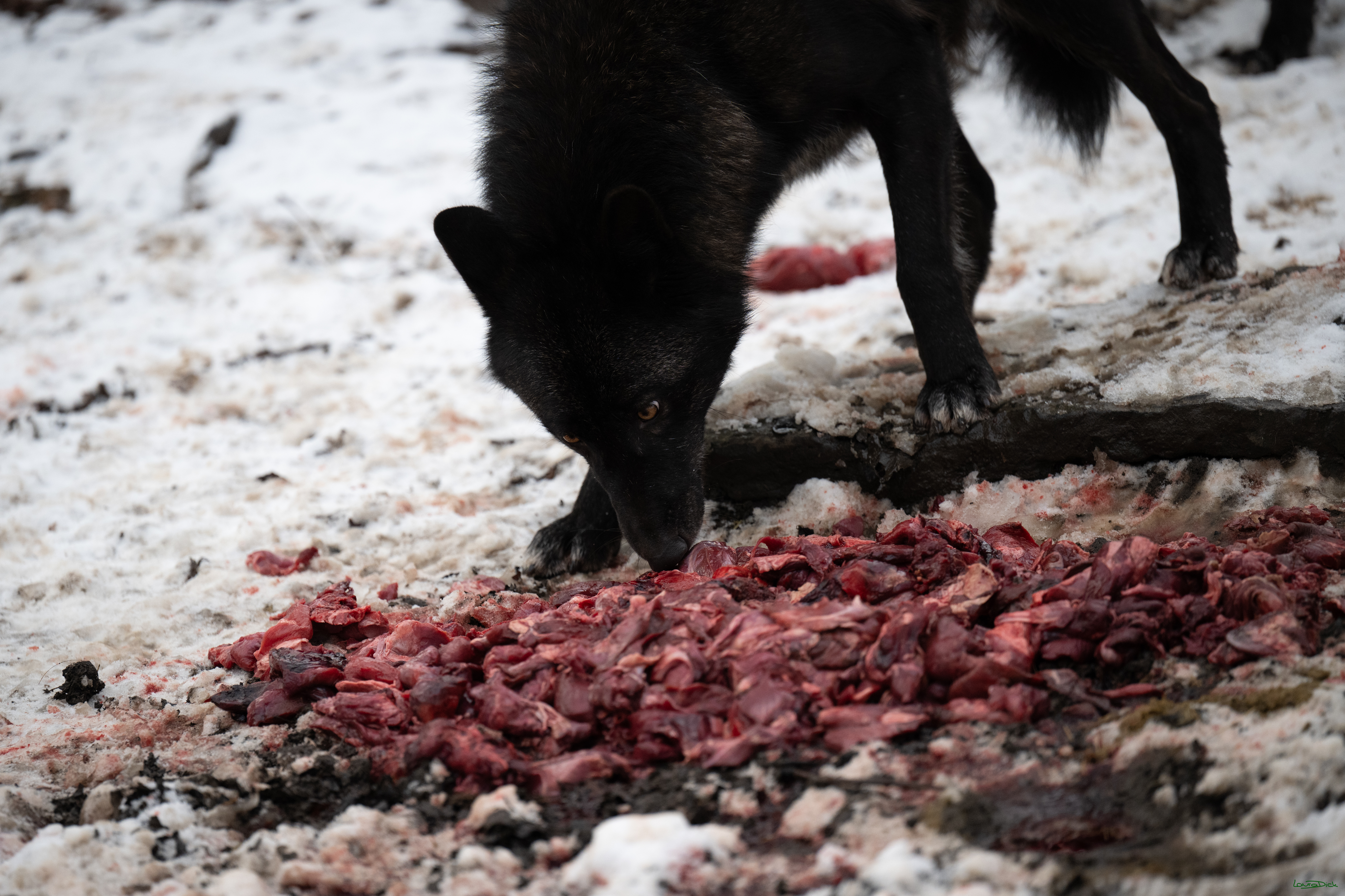 Wolfsfuetterung; Pelm, 04.01.2025