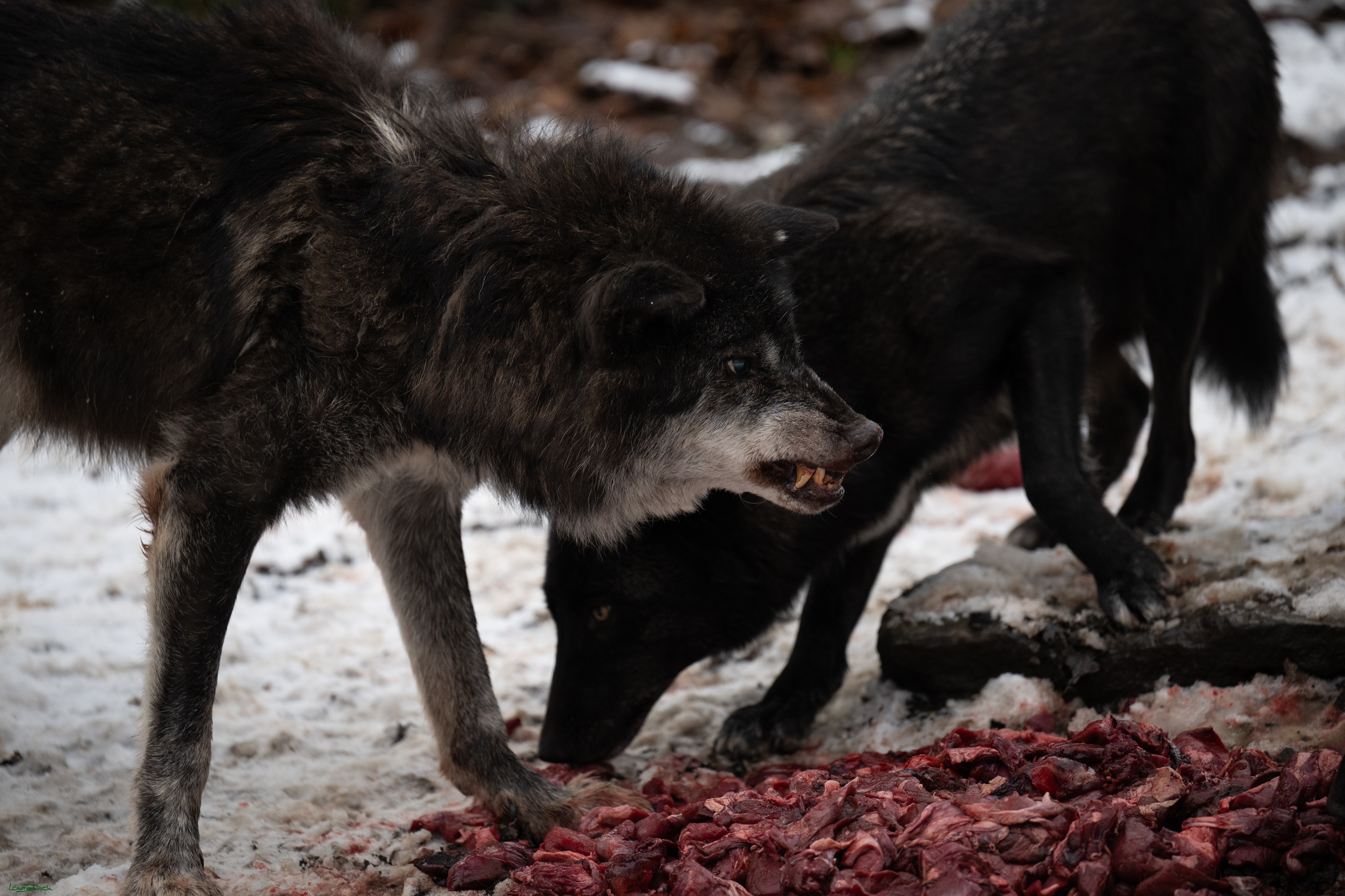 Wolfsfuetterung; Pelm, 04.01.2025