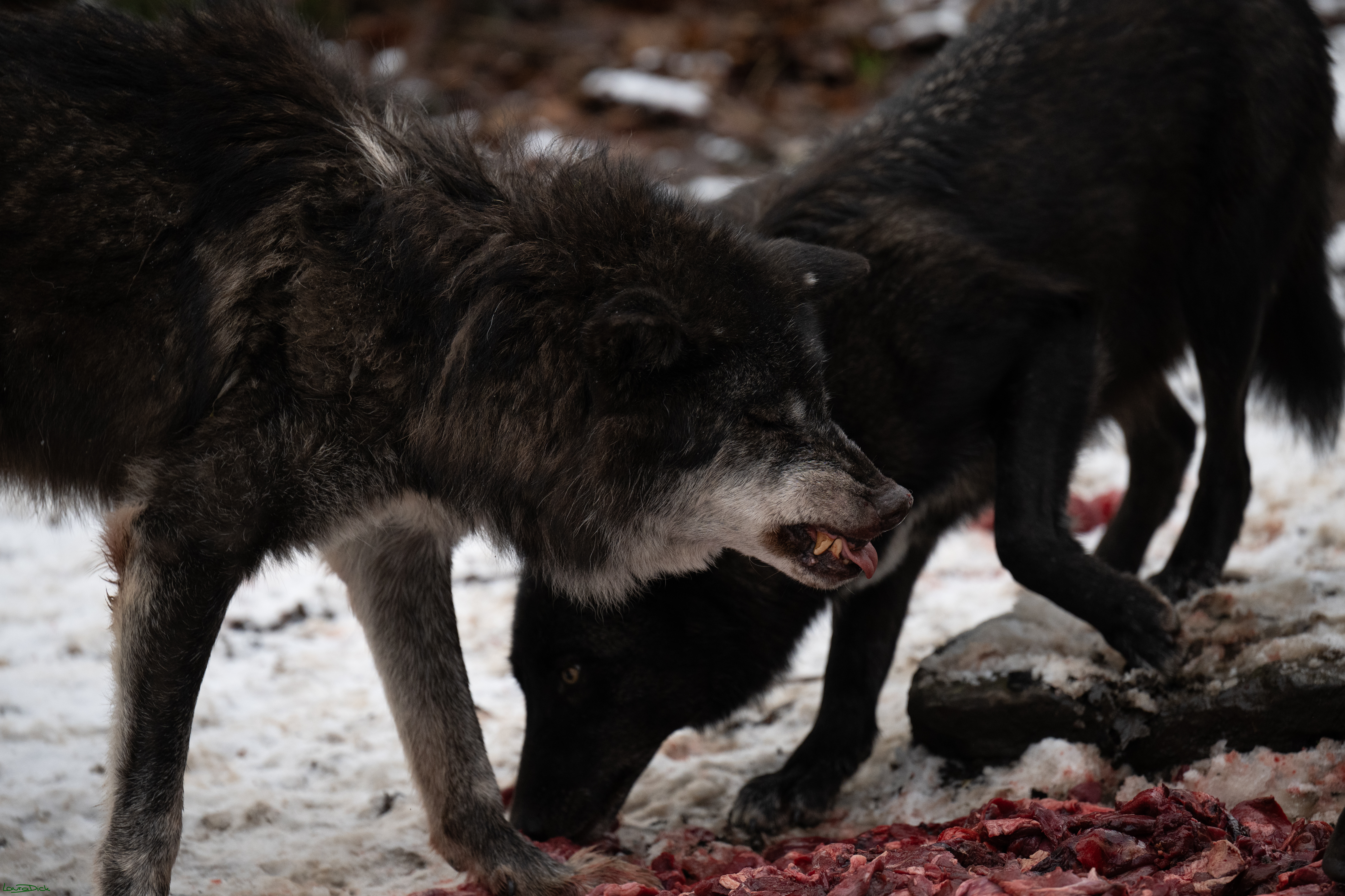 Wolfsfuetterung; Pelm, 04.01.2025