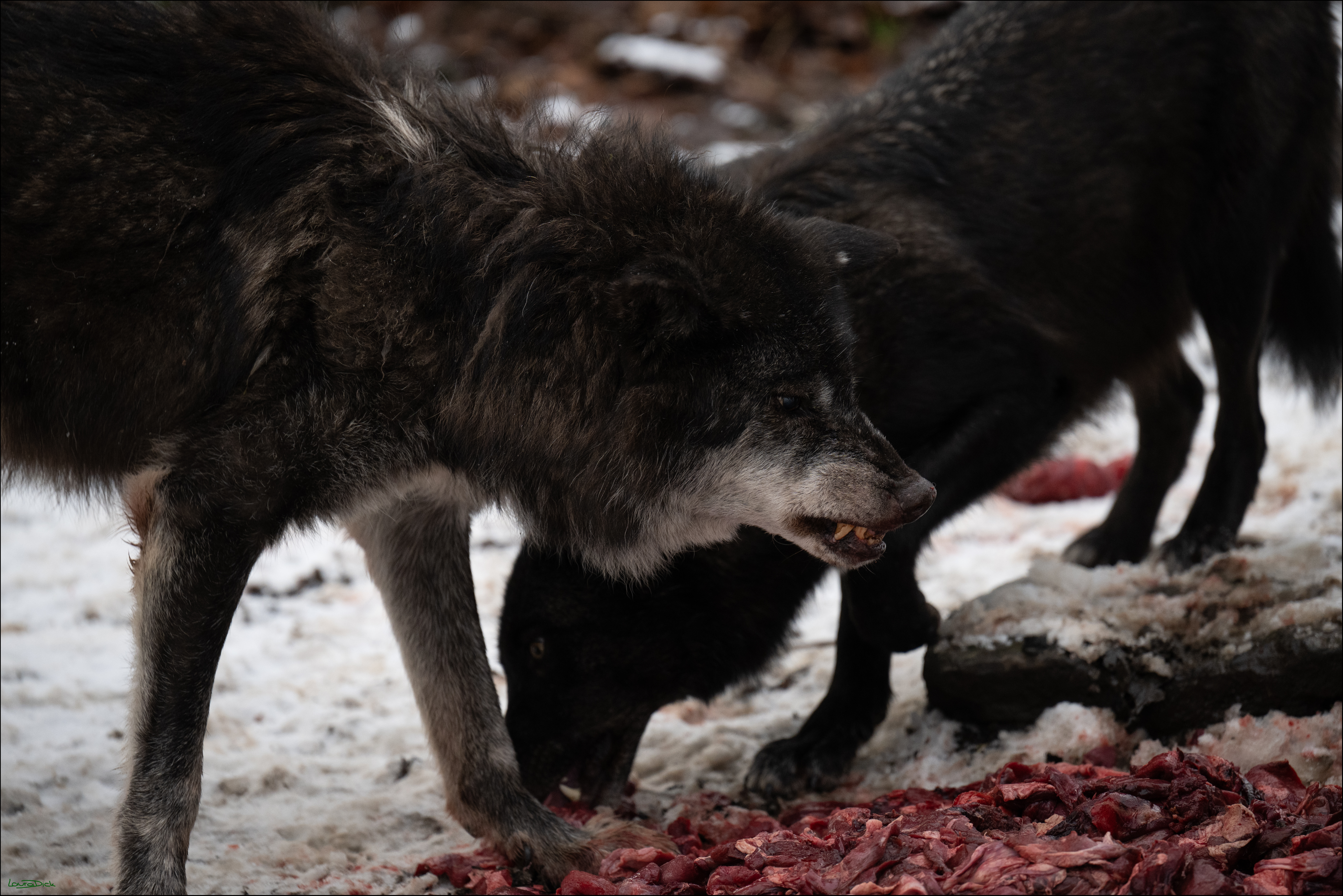 Wolfsfuetterung; Pelm, 04.01.2025