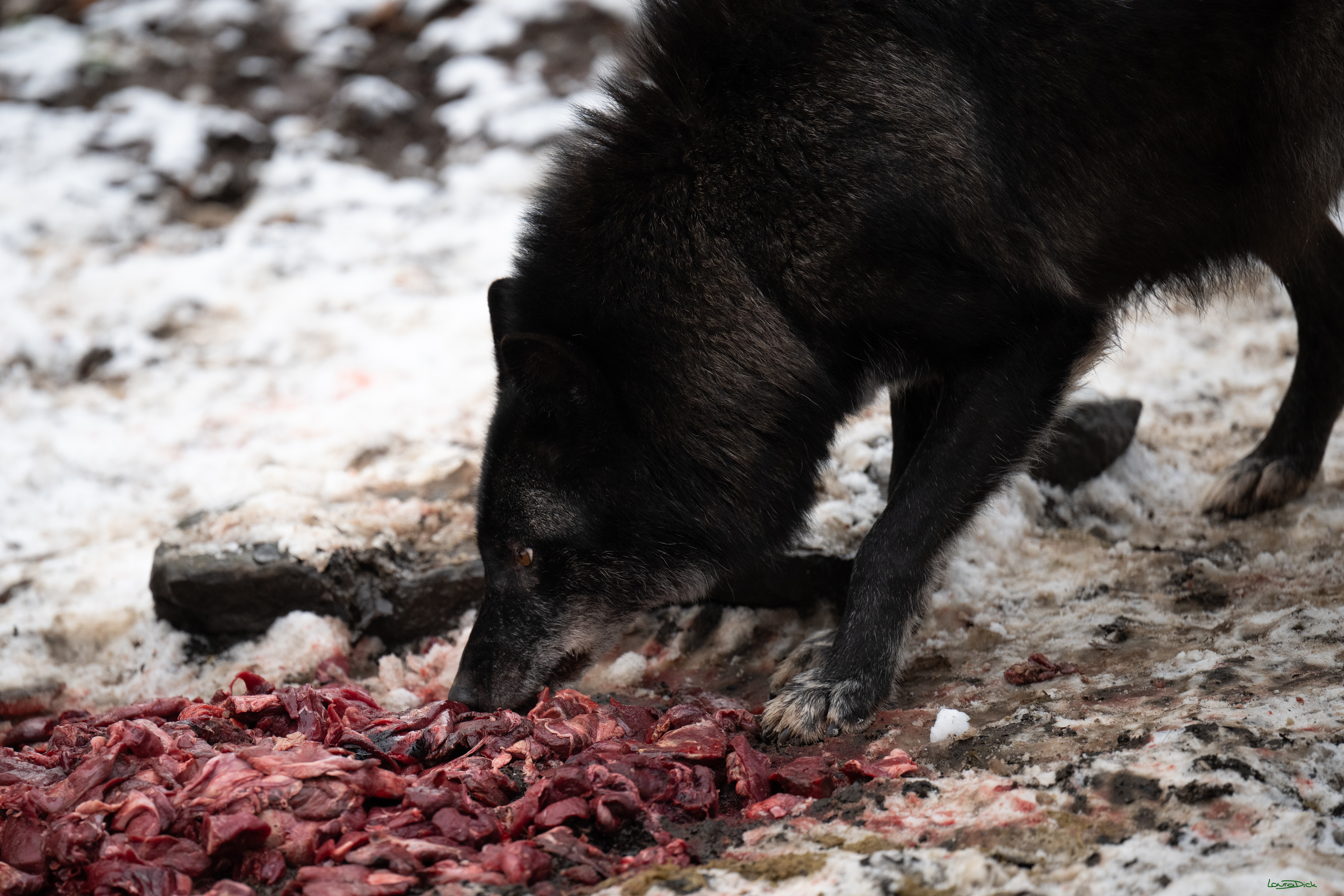 Wolfsfuetterung; Pelm, 04.01.2025
