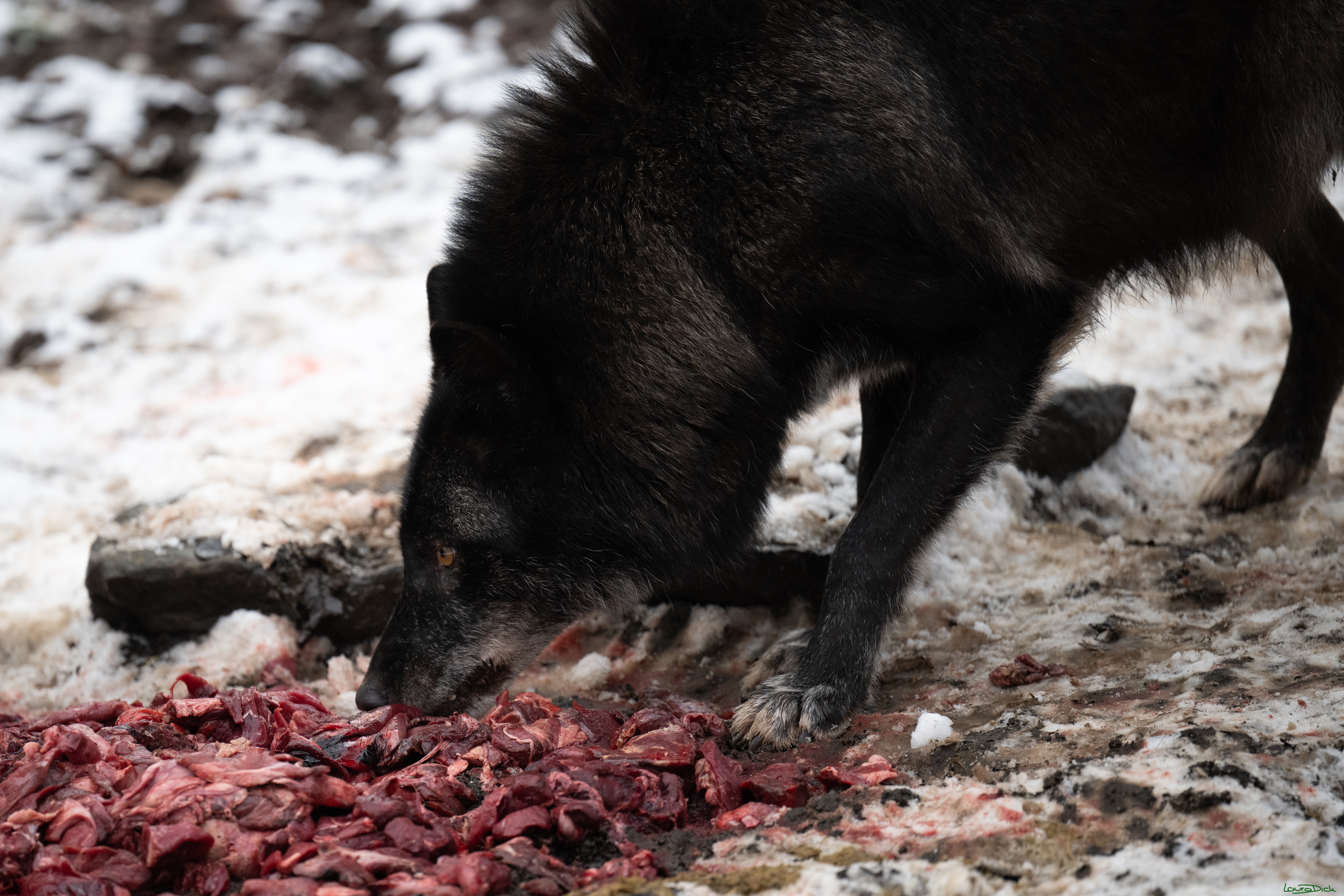 Wolfsfuetterung; Pelm, 04.01.2025