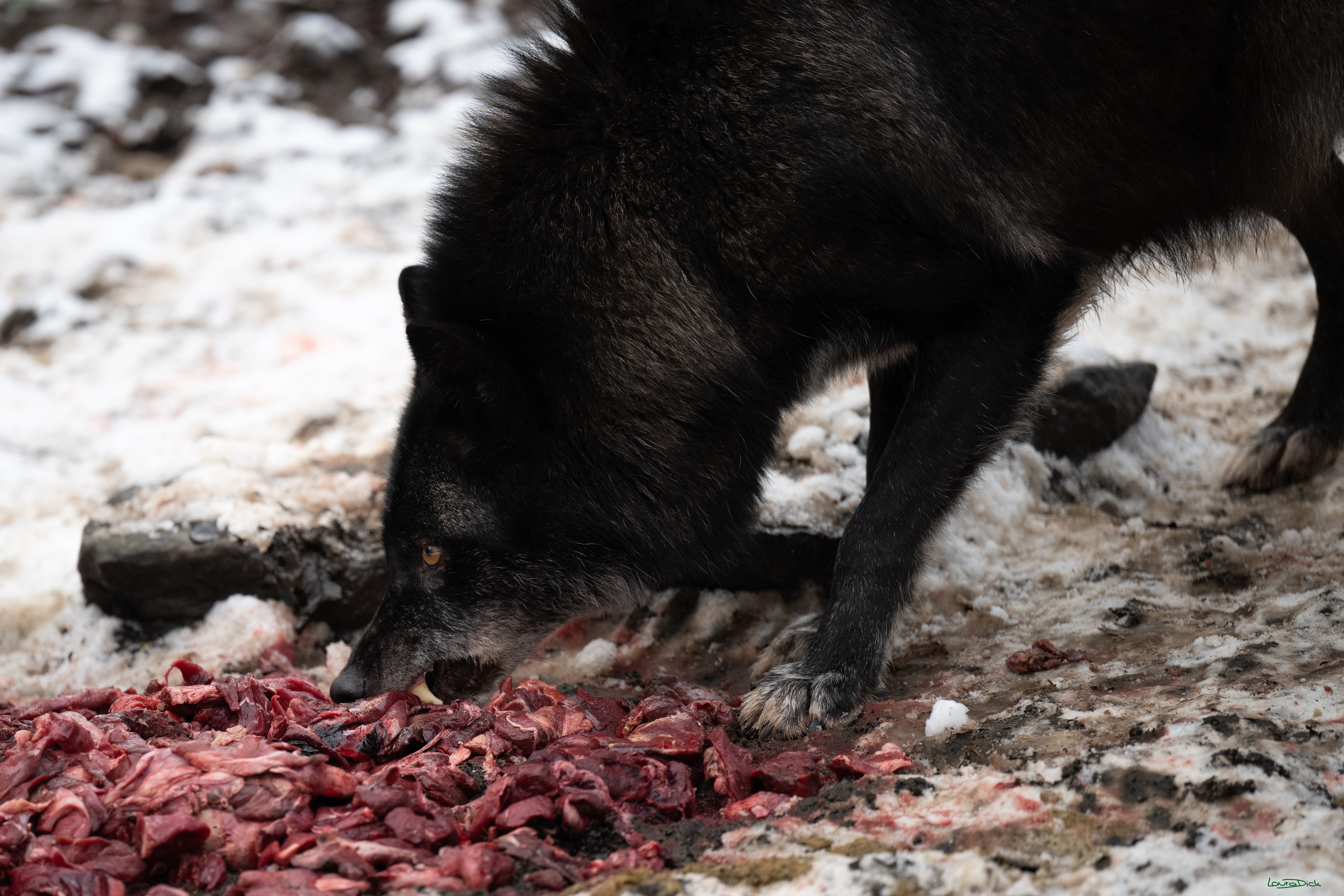 Wolfsfuetterung; Pelm, 04.01.2025