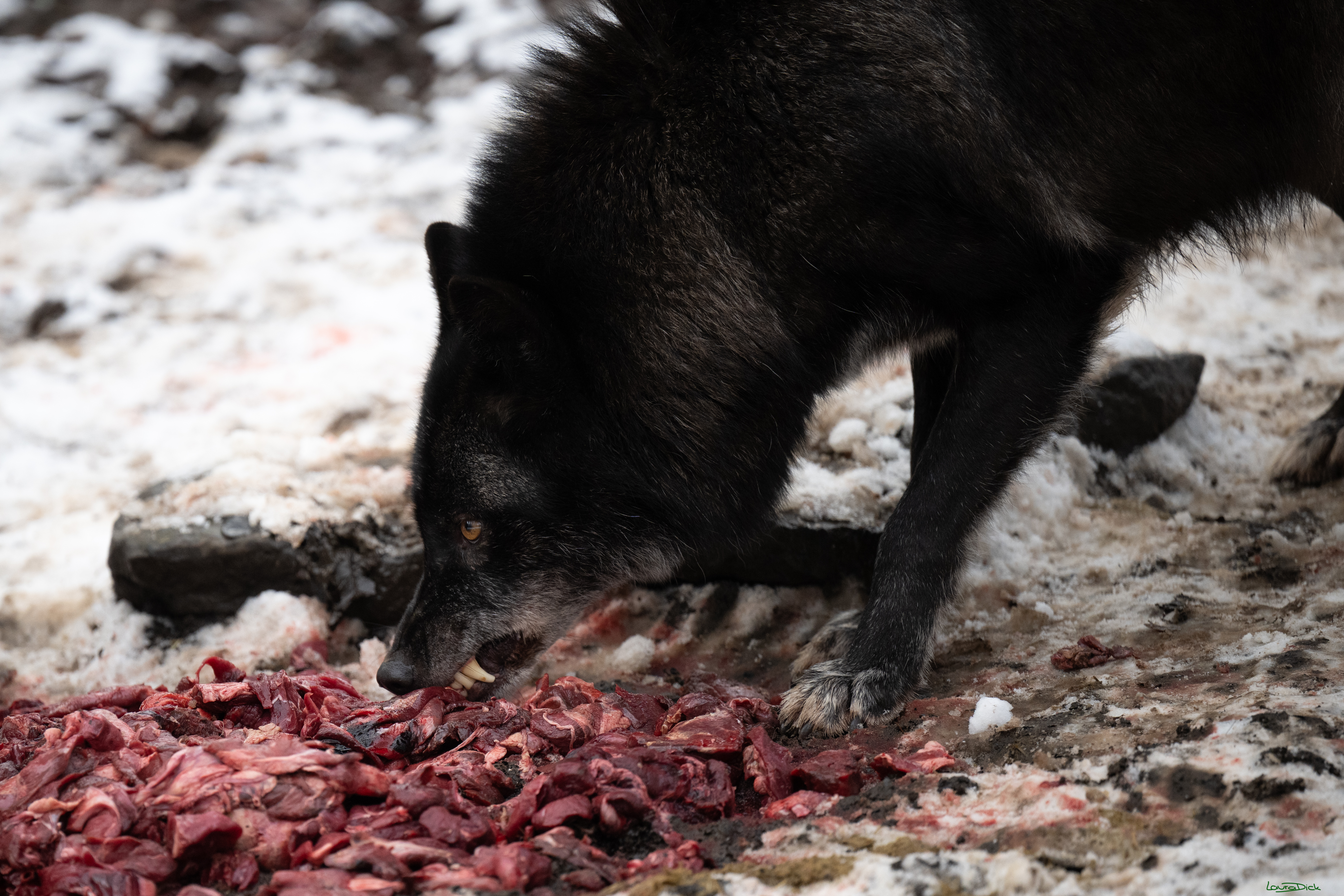 Wolfsfuetterung; Pelm, 04.01.2025