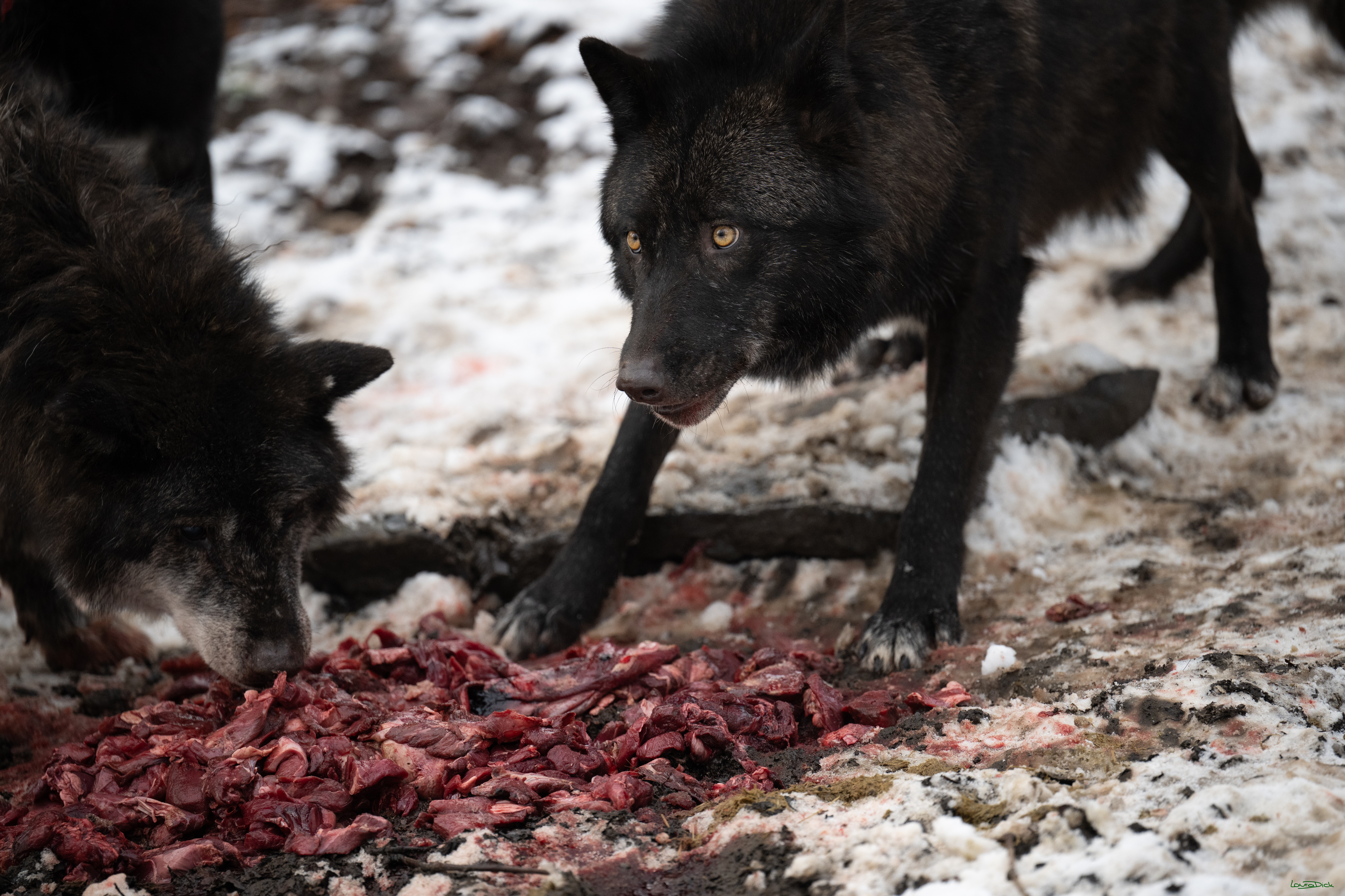 Wolfsfuetterung; Pelm, 04.01.2025