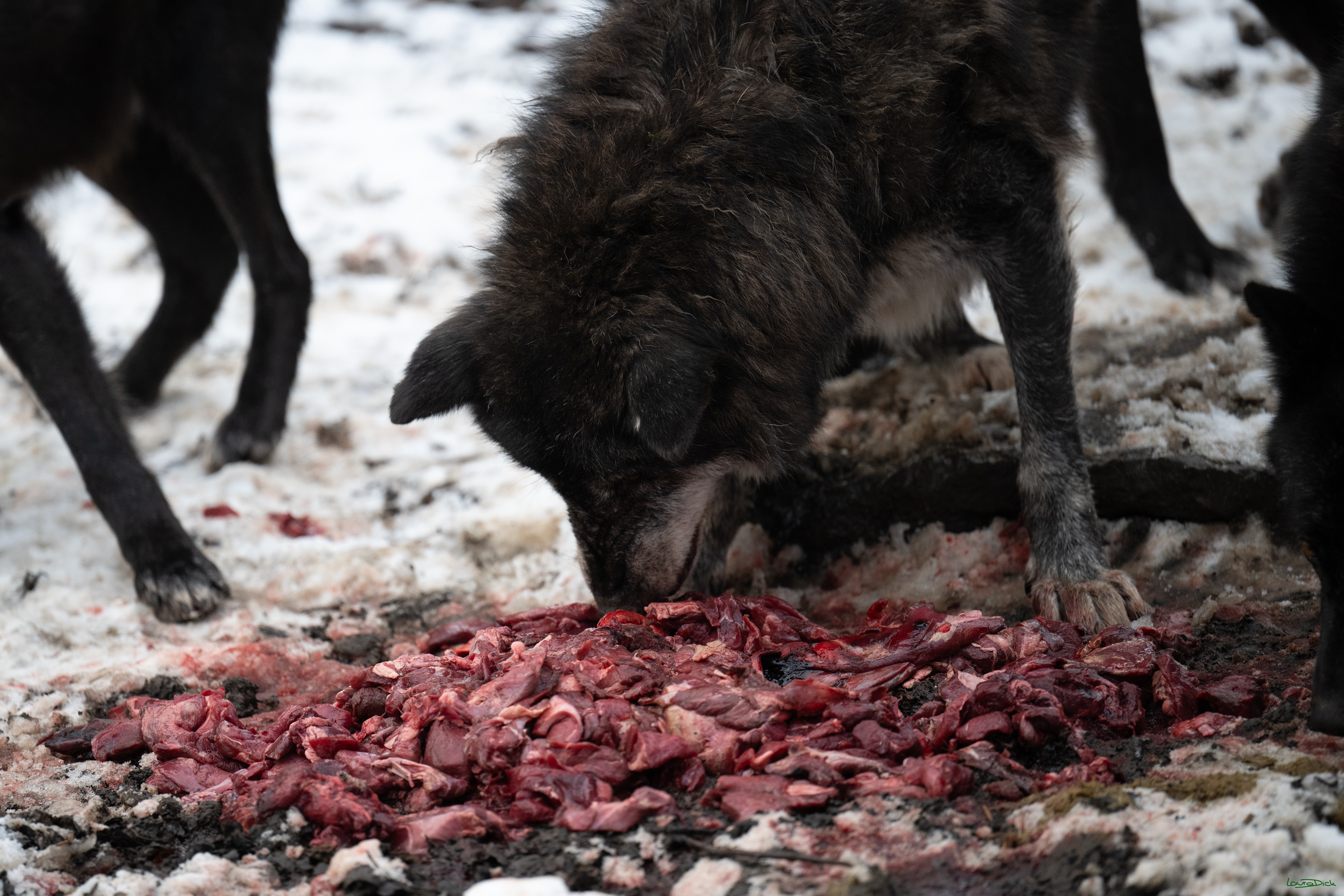 Wolfsfuetterung; Pelm, 04.01.2025