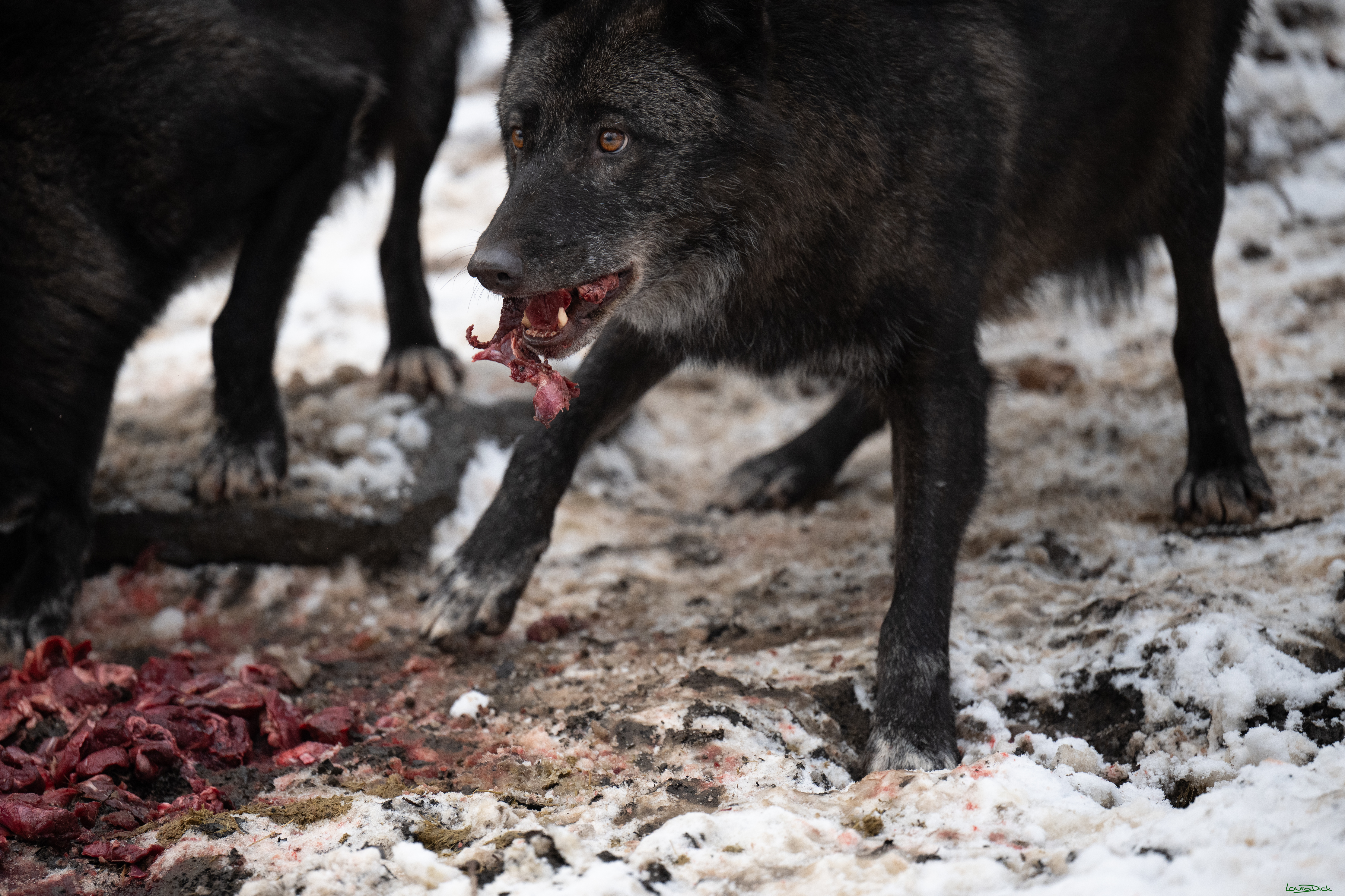 Wolfsfuetterung; Pelm, 04.01.2025