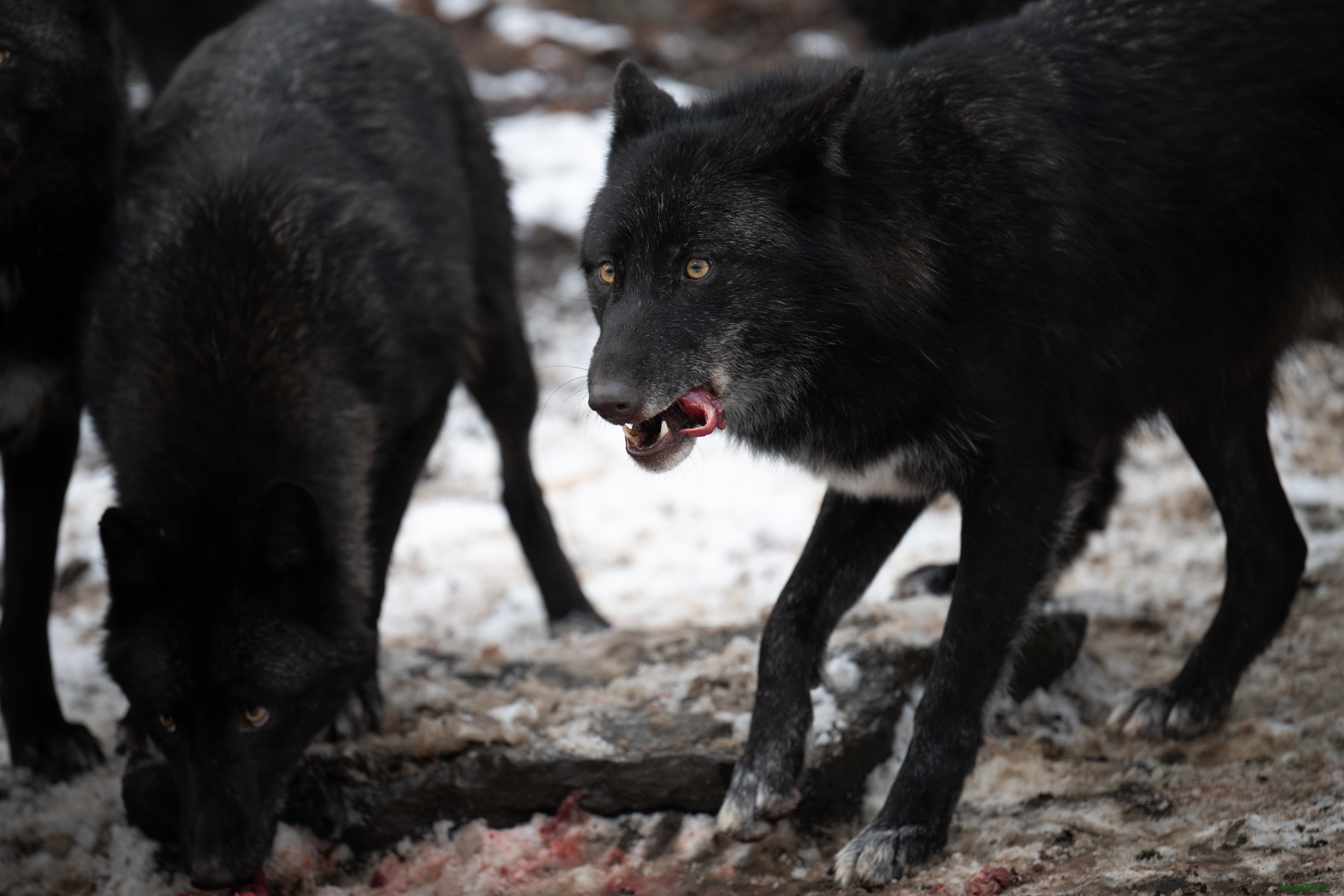 Wolfsfuetterung; Pelm, 04.01.2025