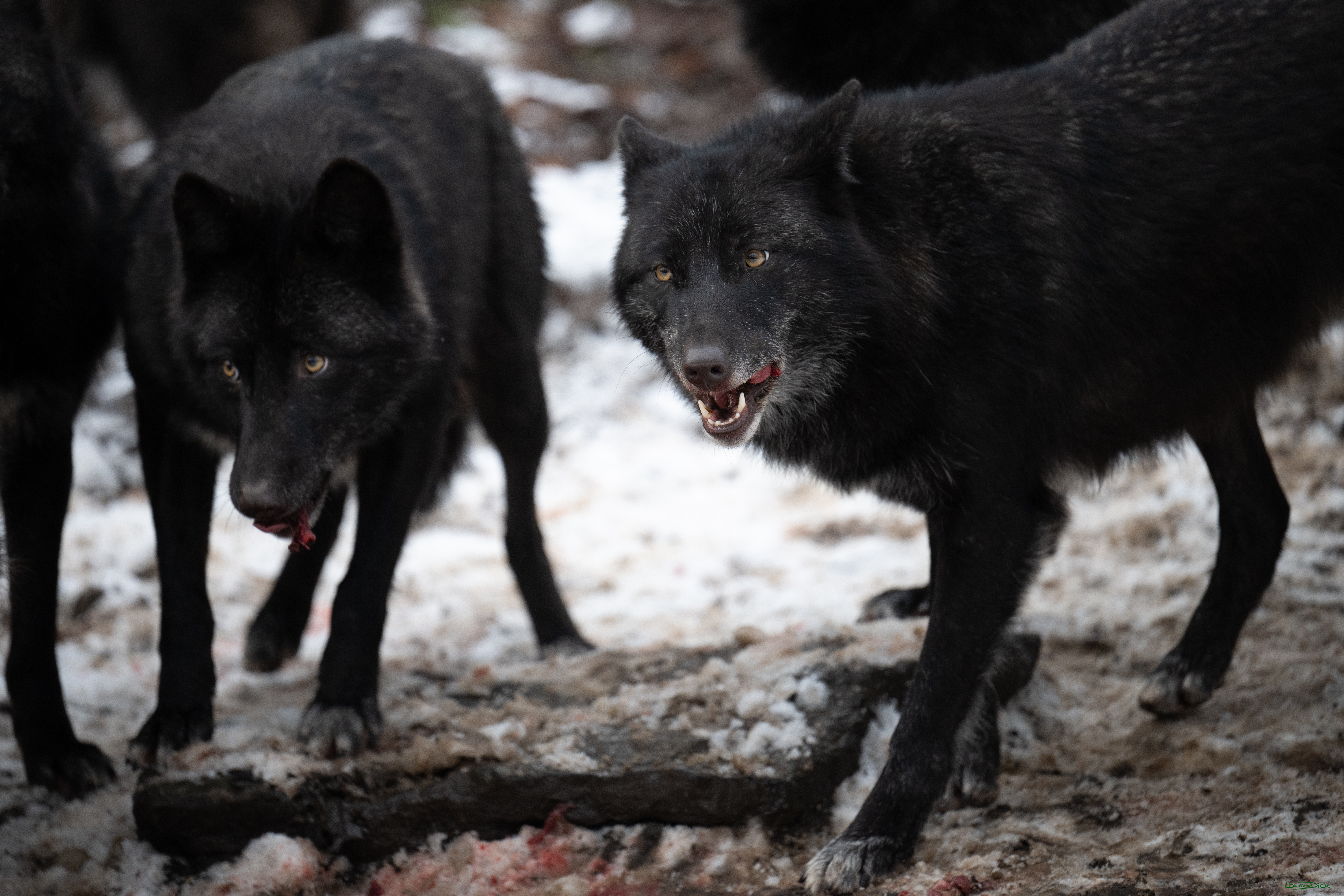 Wolfsfuetterung; Pelm, 04.01.2025