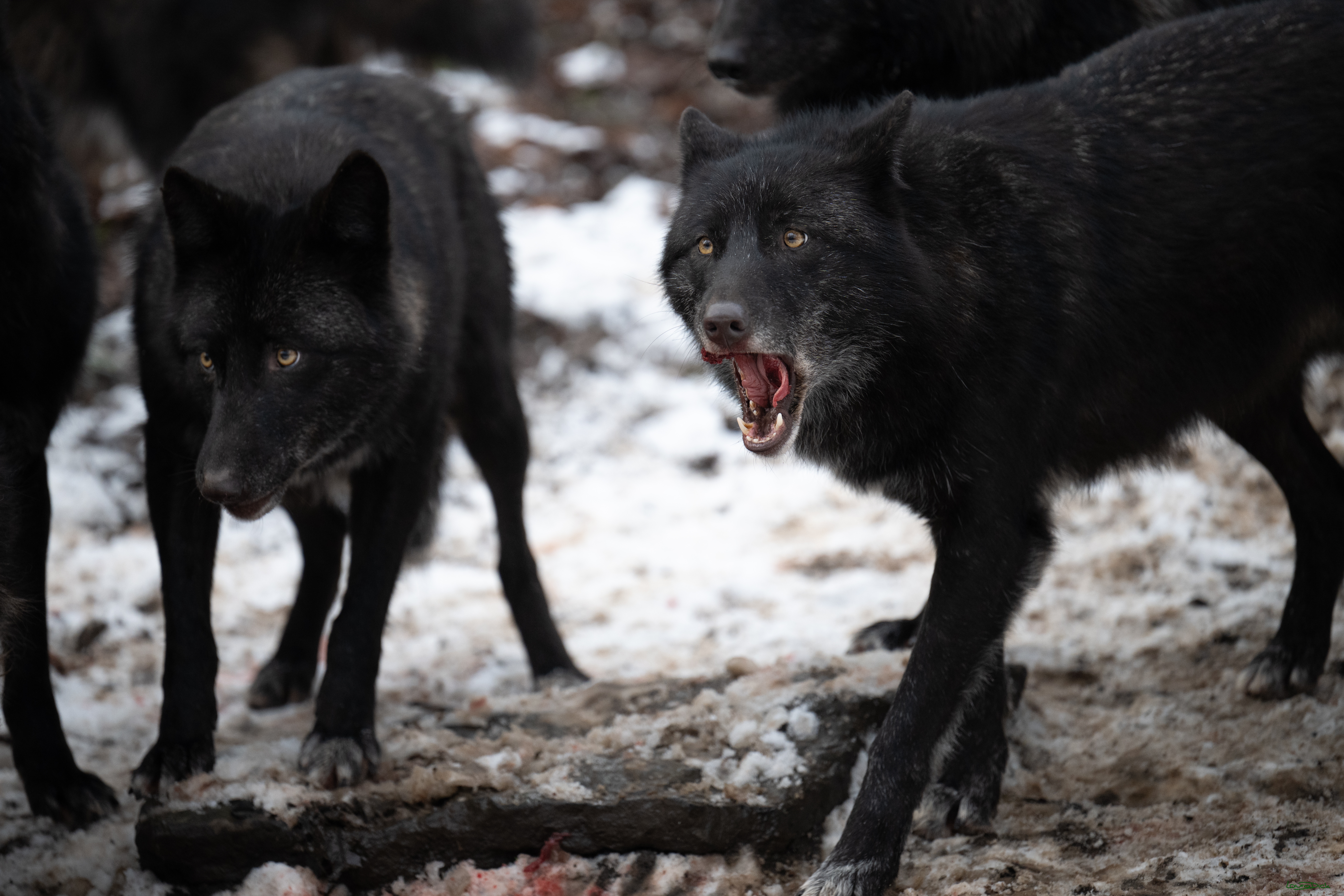 Wolfsfuetterung; Pelm, 04.01.2025