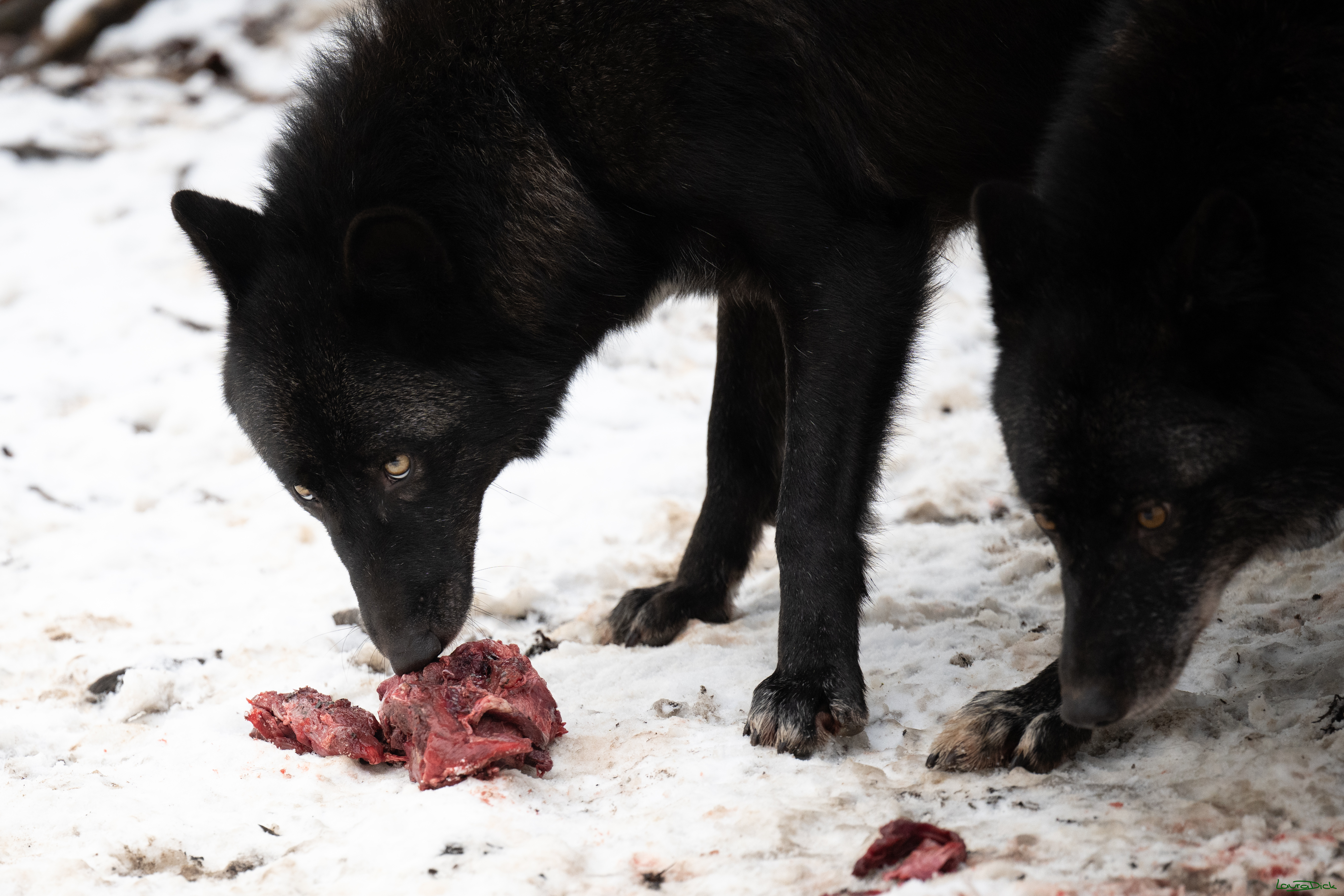 Wolfsfuetterung; Pelm, 04.01.2025