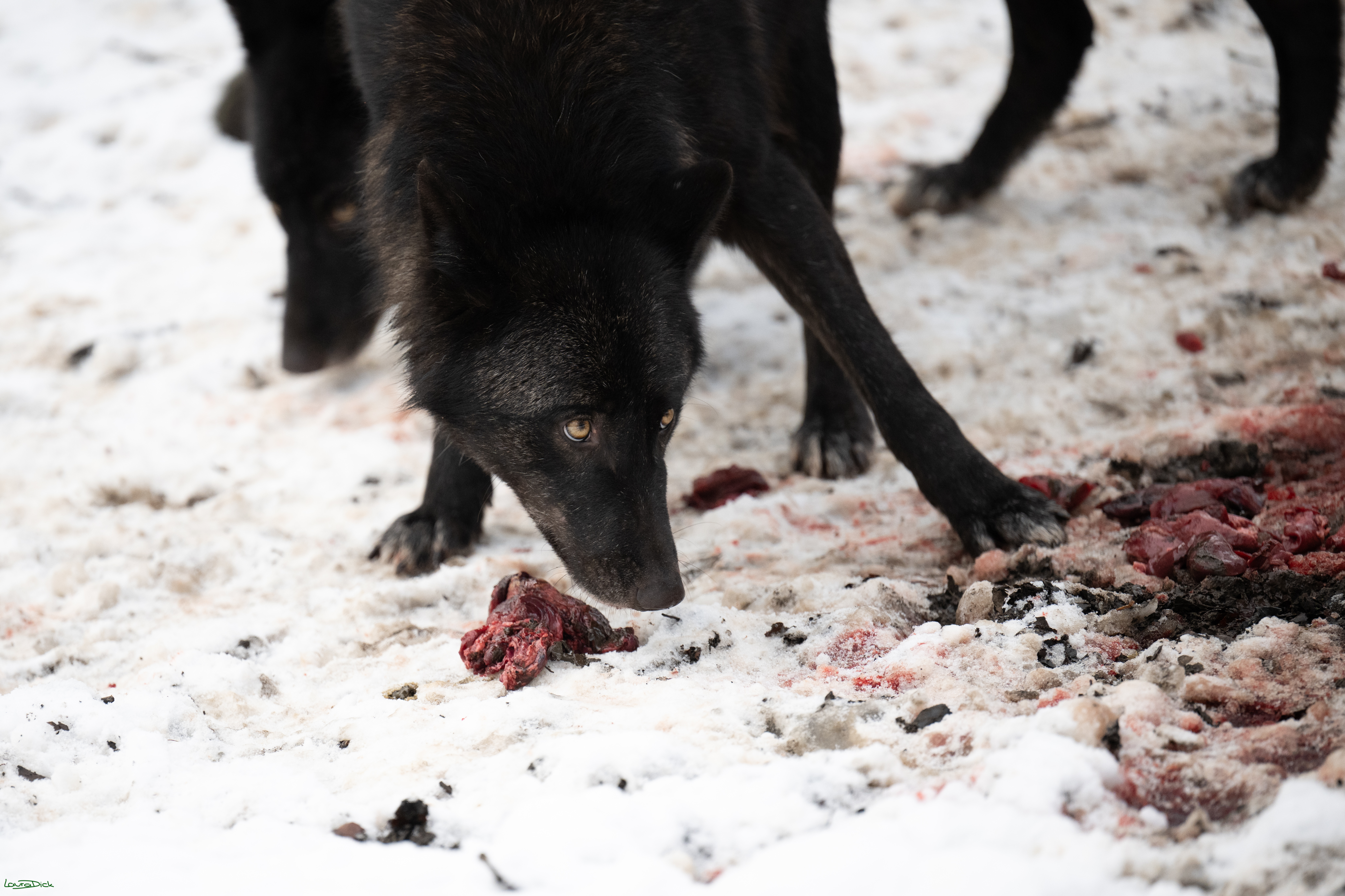 Wolfsfuetterung; Pelm, 04.01.2025