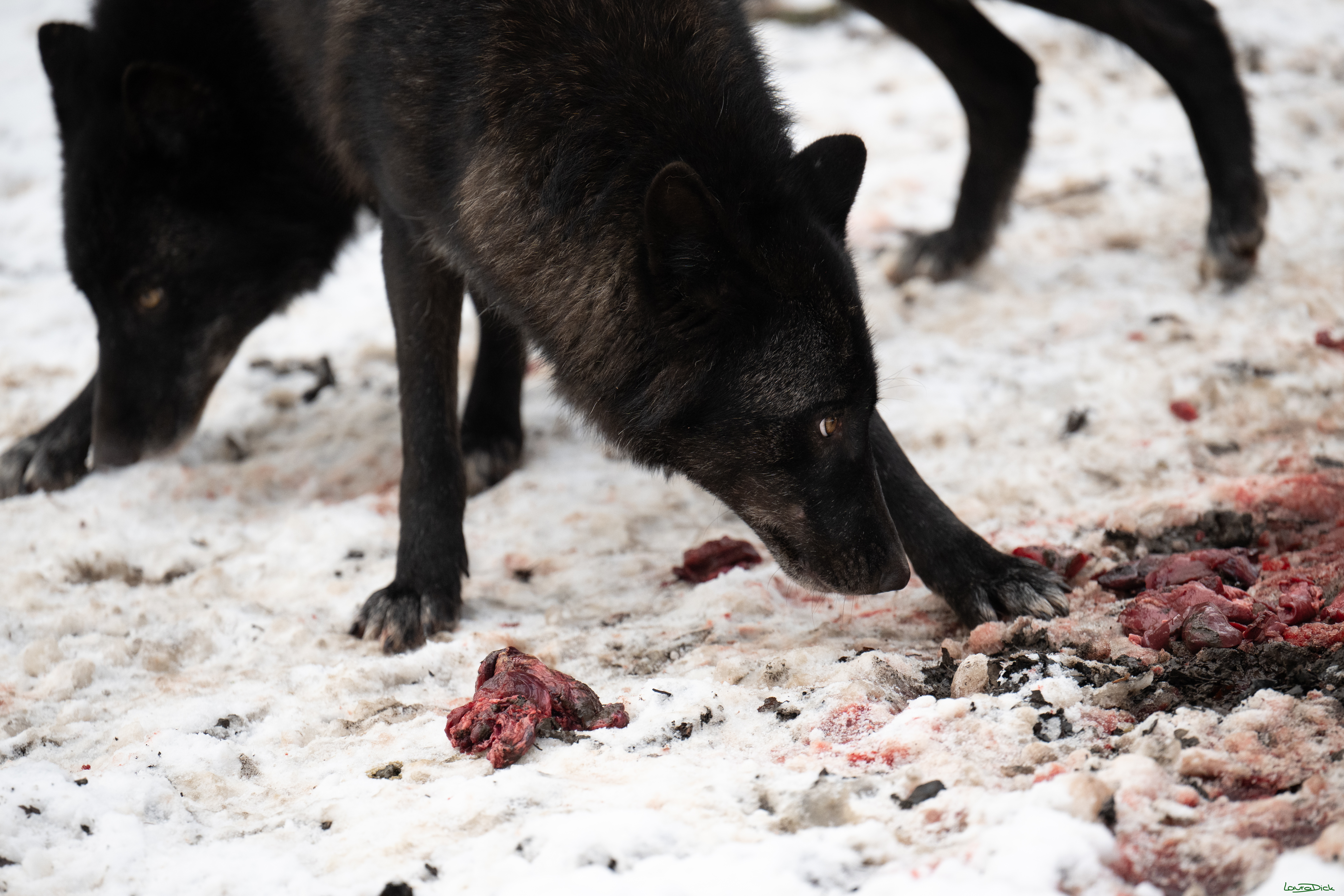 Wolfsfuetterung; Pelm, 04.01.2025