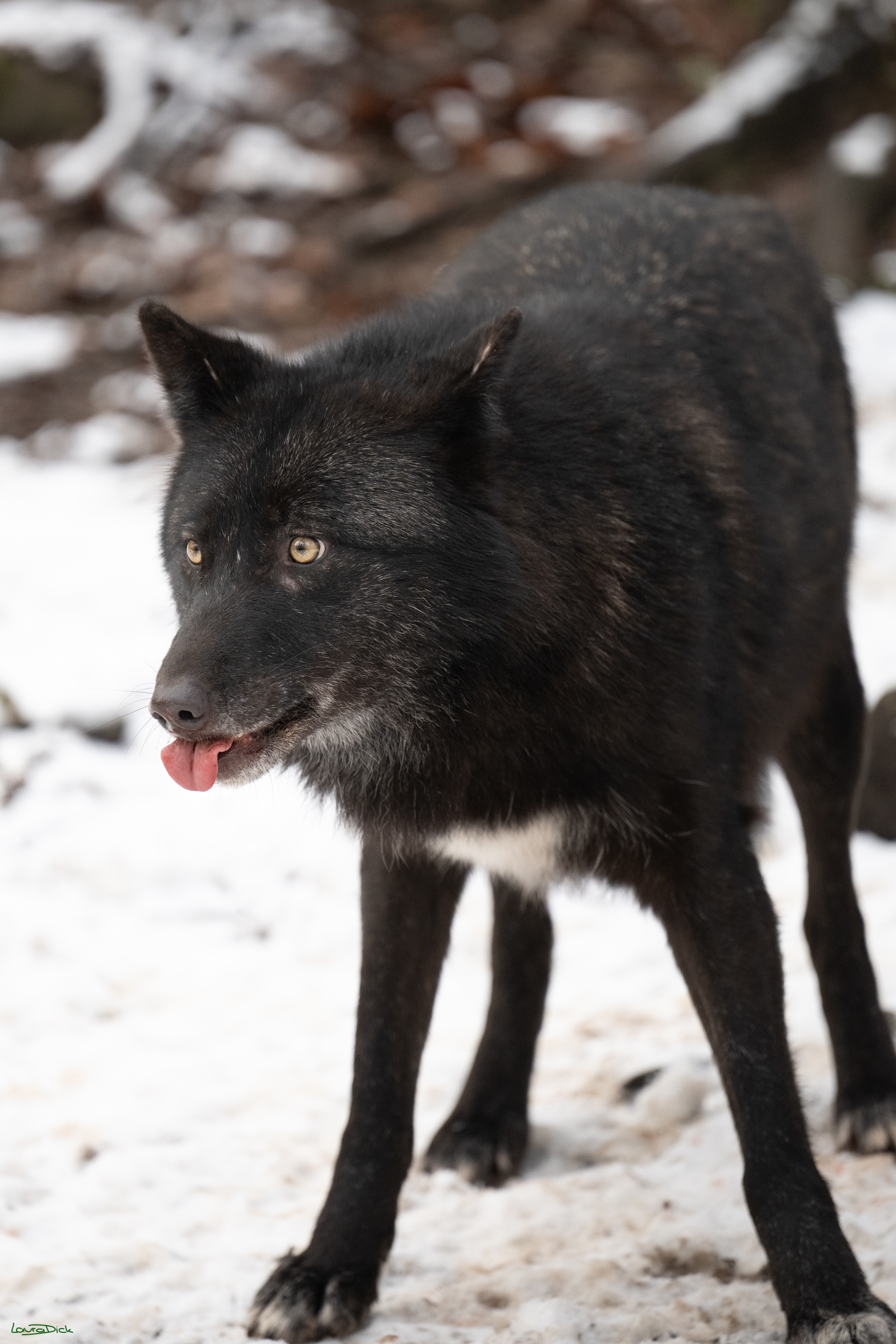 Wolfsfuetterung; Pelm, 04.01.2025