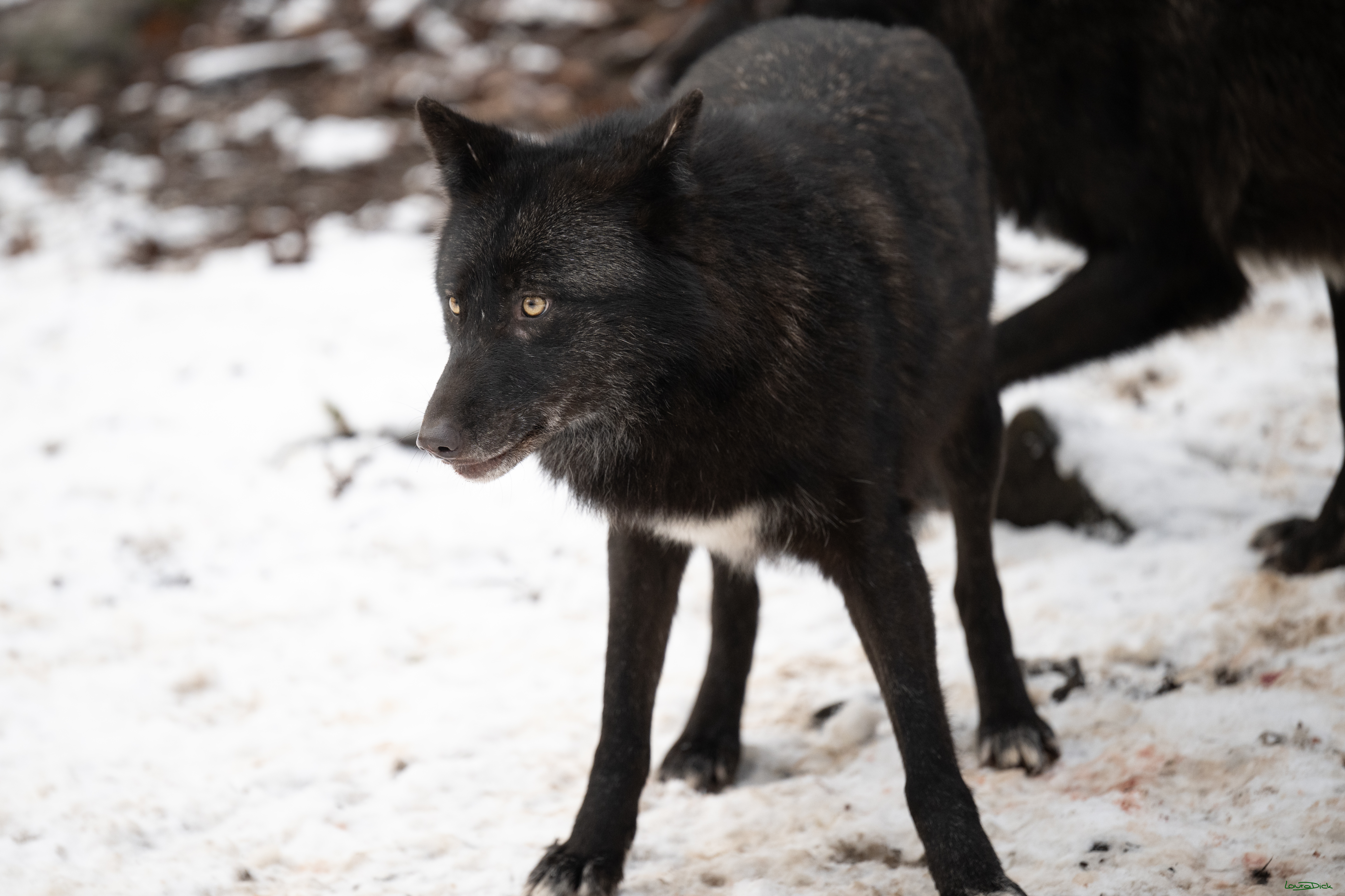 Wolfsfuetterung; Pelm, 04.01.2025