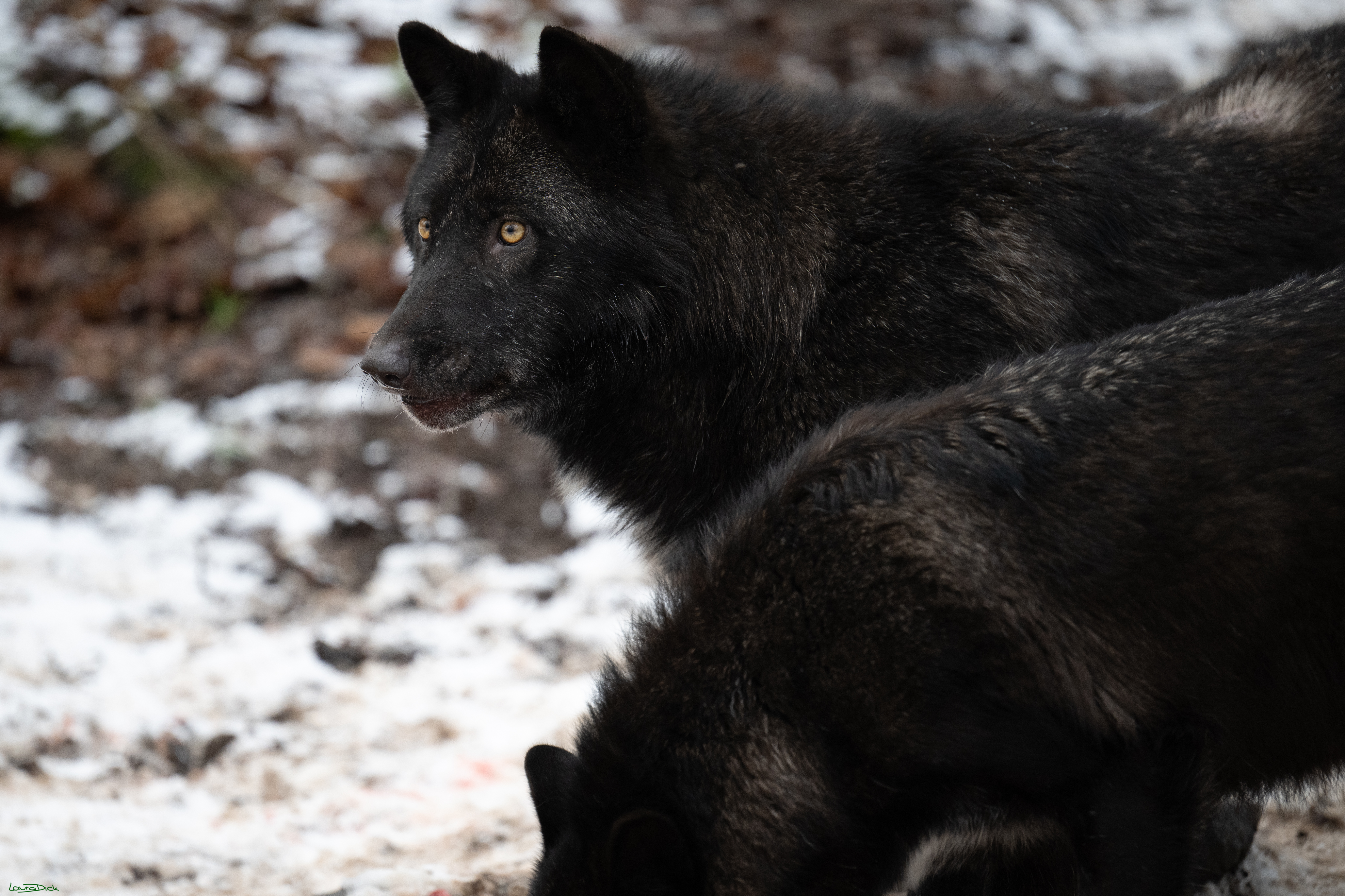Wolfsfuetterung; Pelm, 04.01.2025