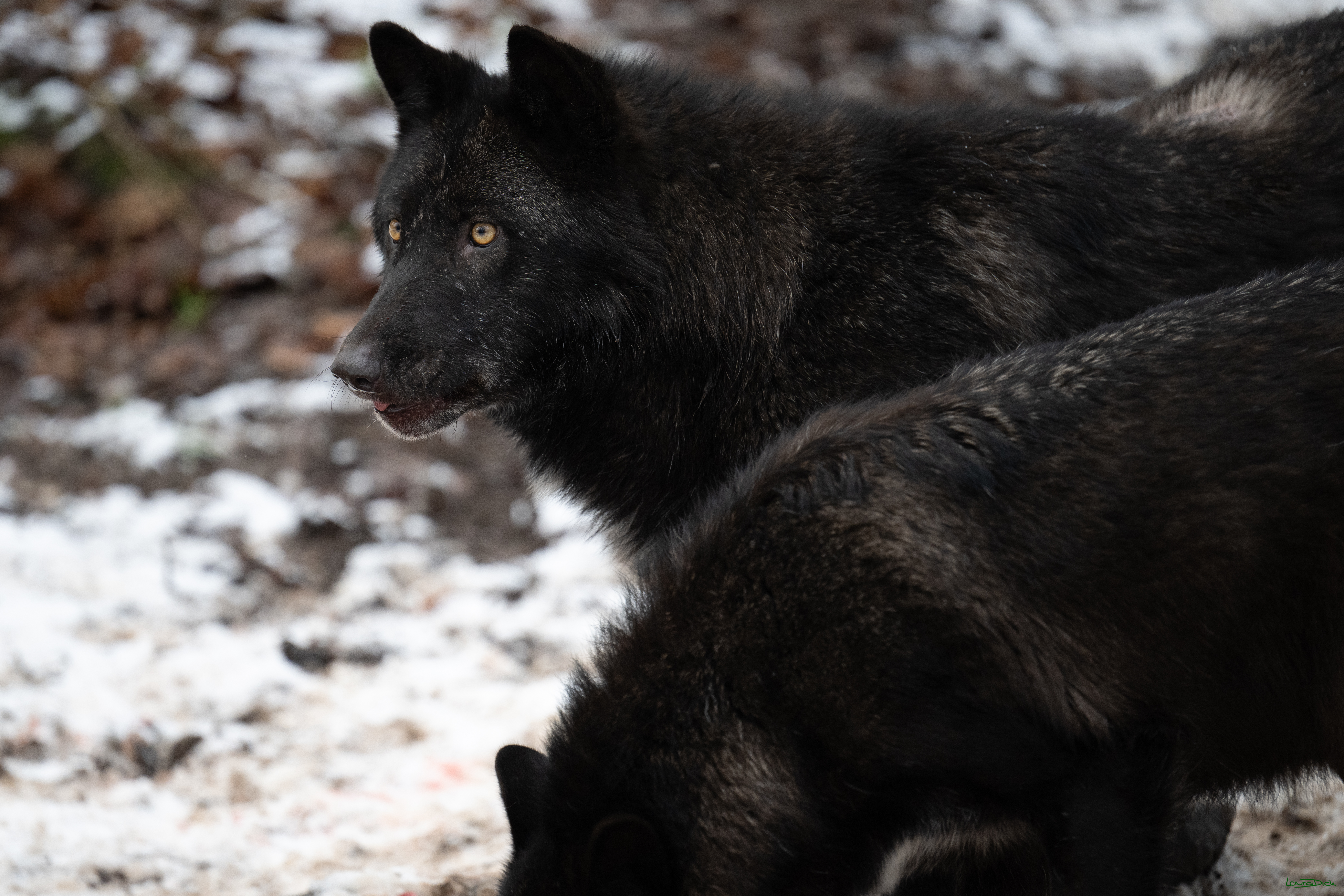 Wolfsfuetterung; Pelm, 04.01.2025