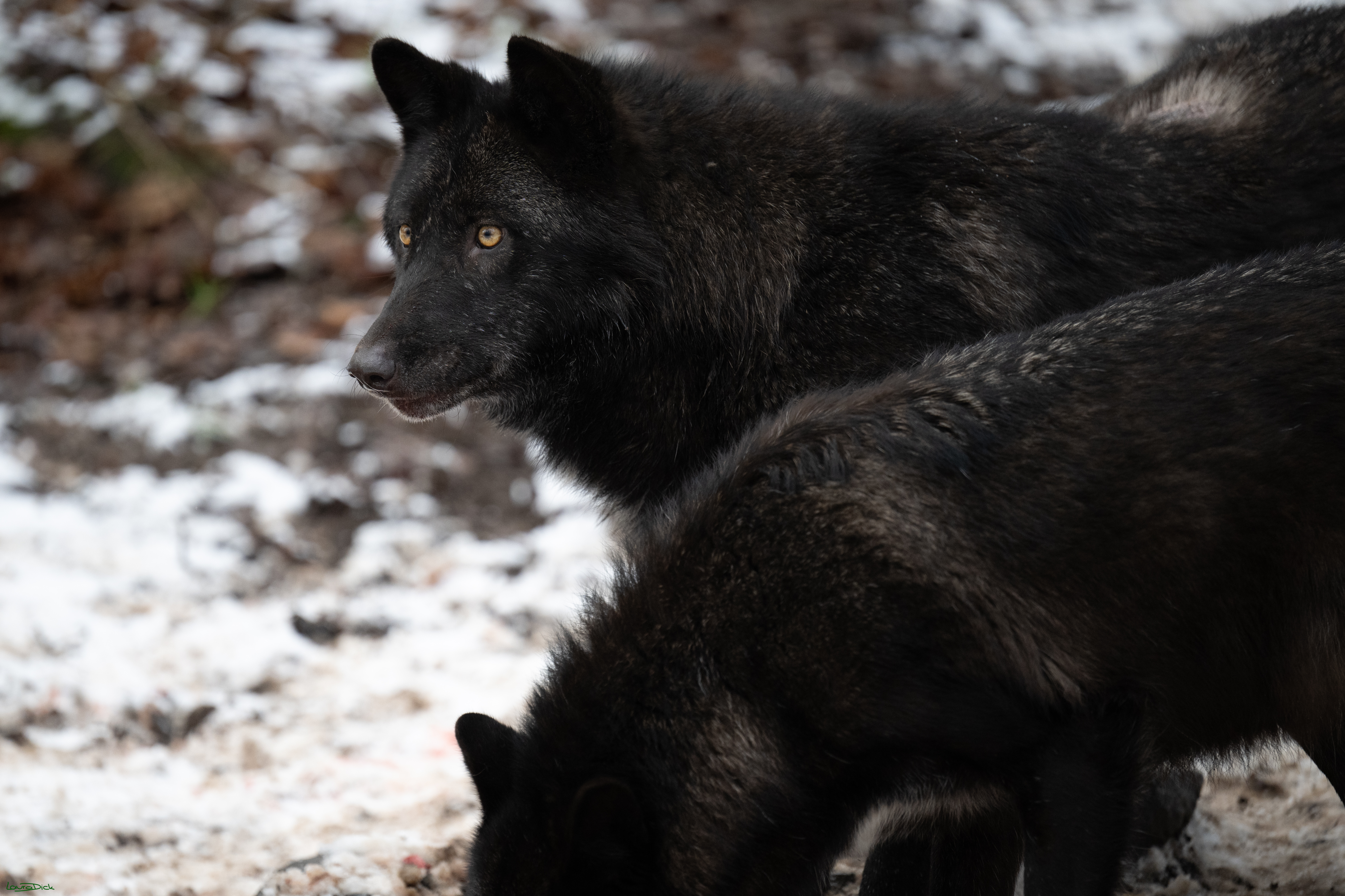 Wolfsfuetterung; Pelm, 04.01.2025