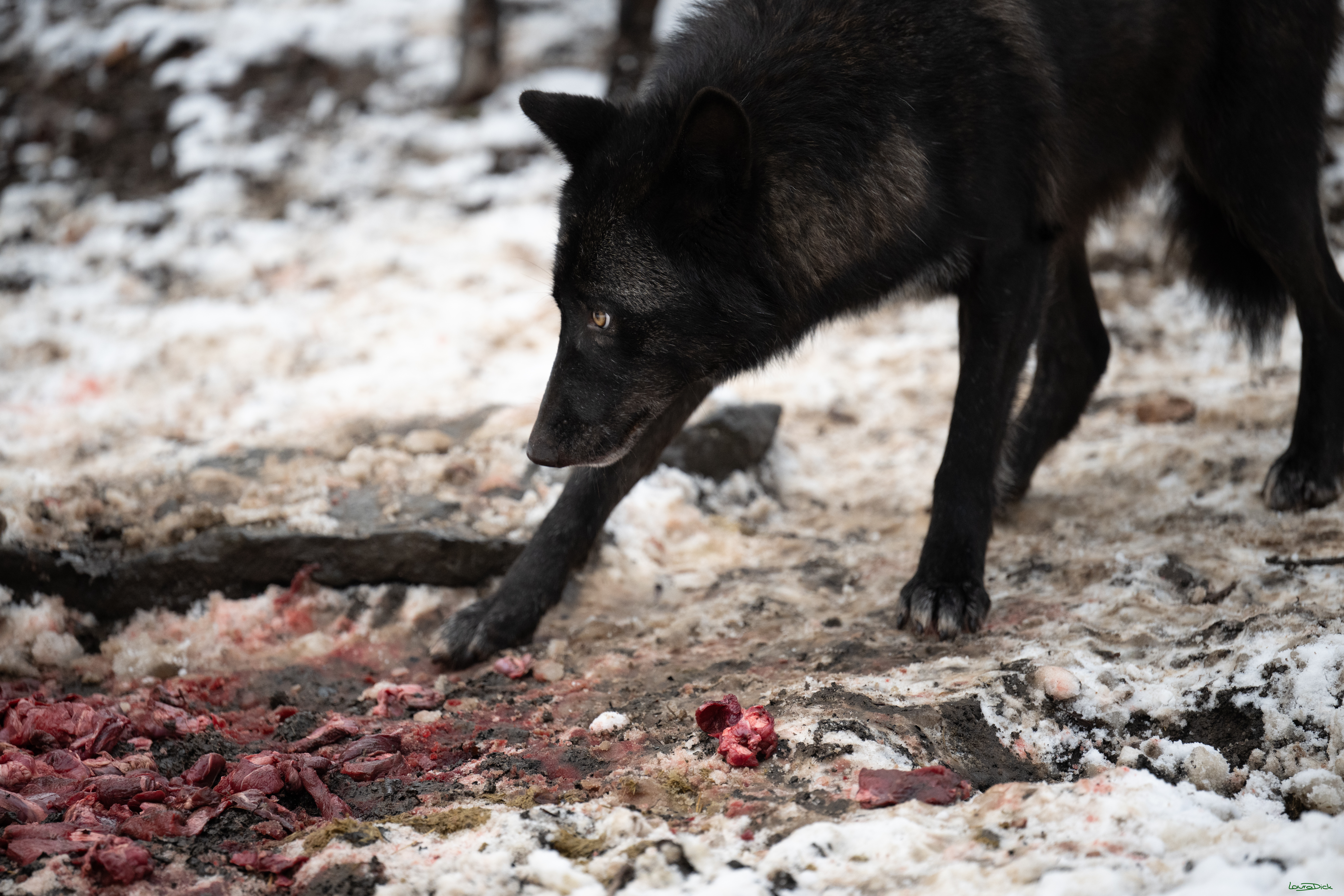 Wolfsfuetterung; Pelm, 04.01.2025