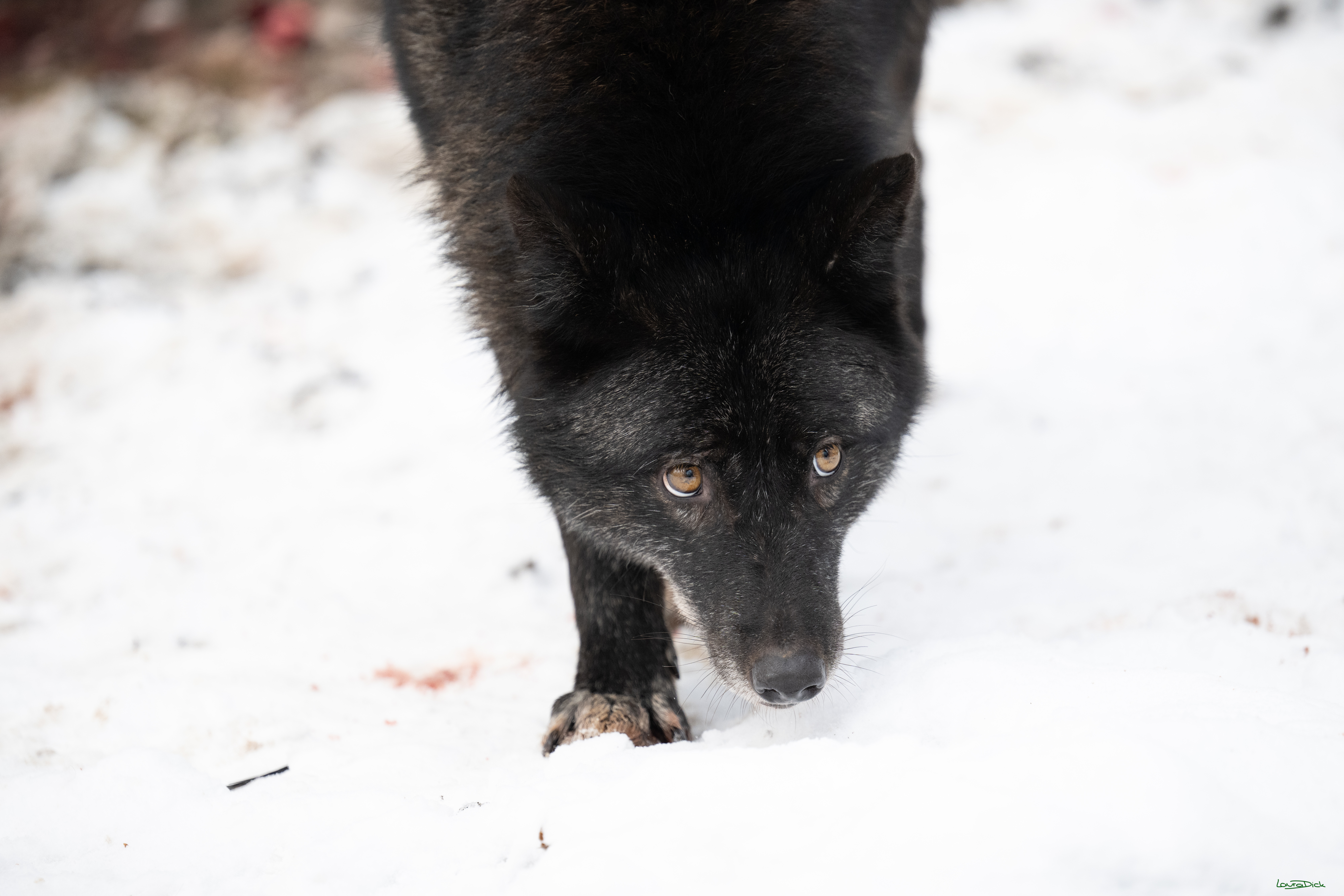 Wolfsfuetterung; Pelm, 04.01.2025