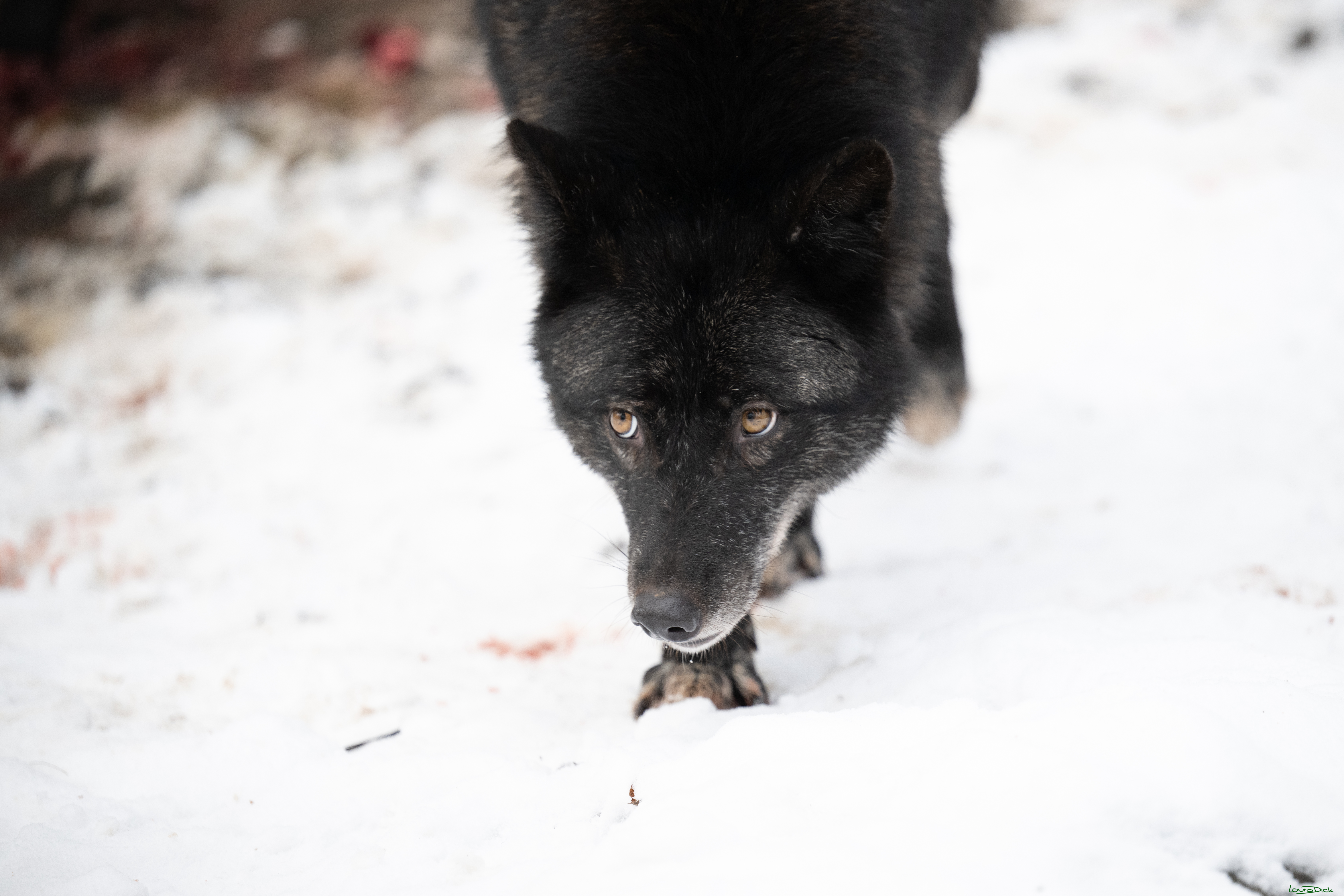 Wolfsfuetterung; Pelm, 04.01.2025