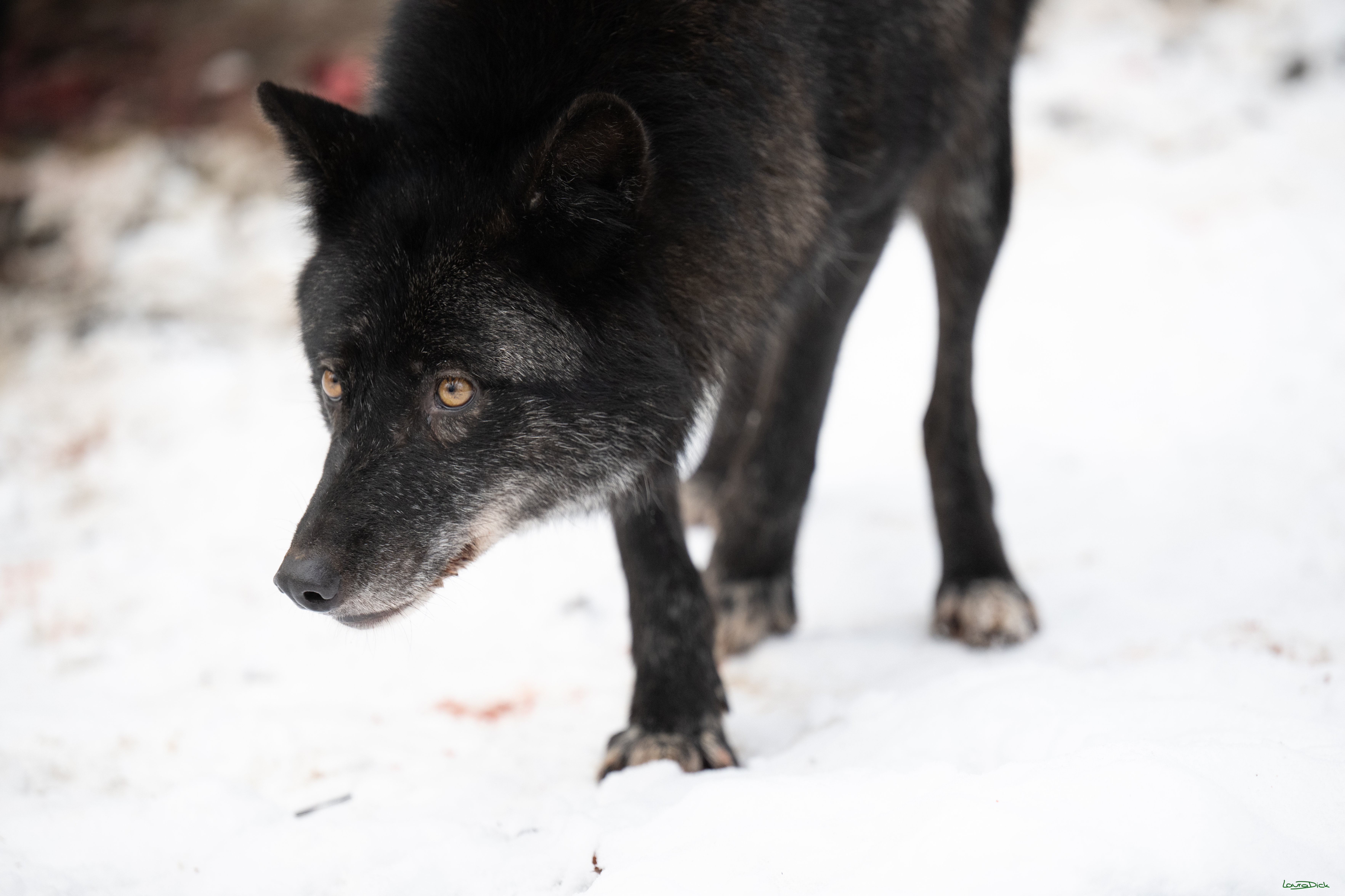 Wolfsfuetterung; Pelm, 04.01.2025