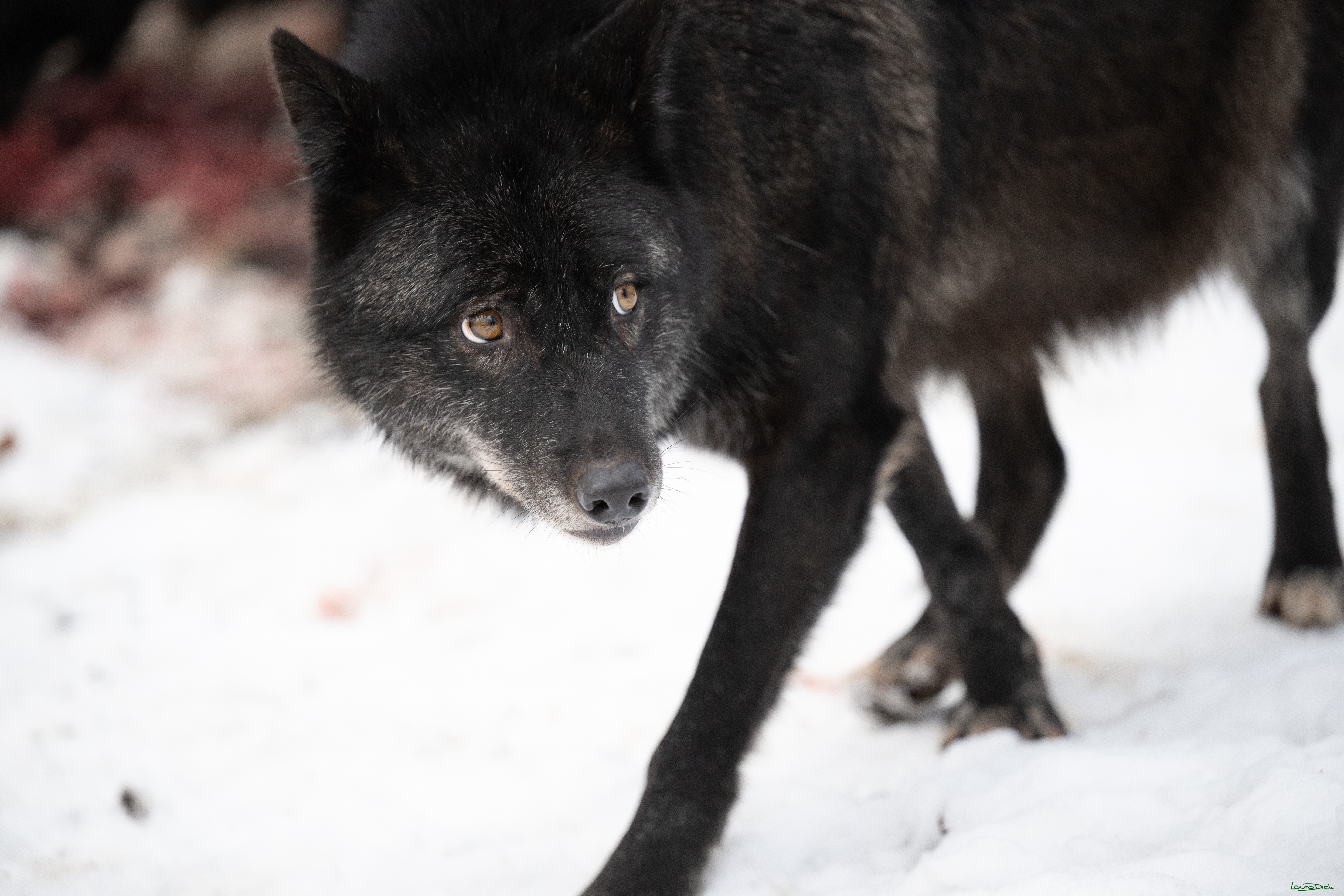 Wolfsfuetterung; Pelm, 04.01.2025