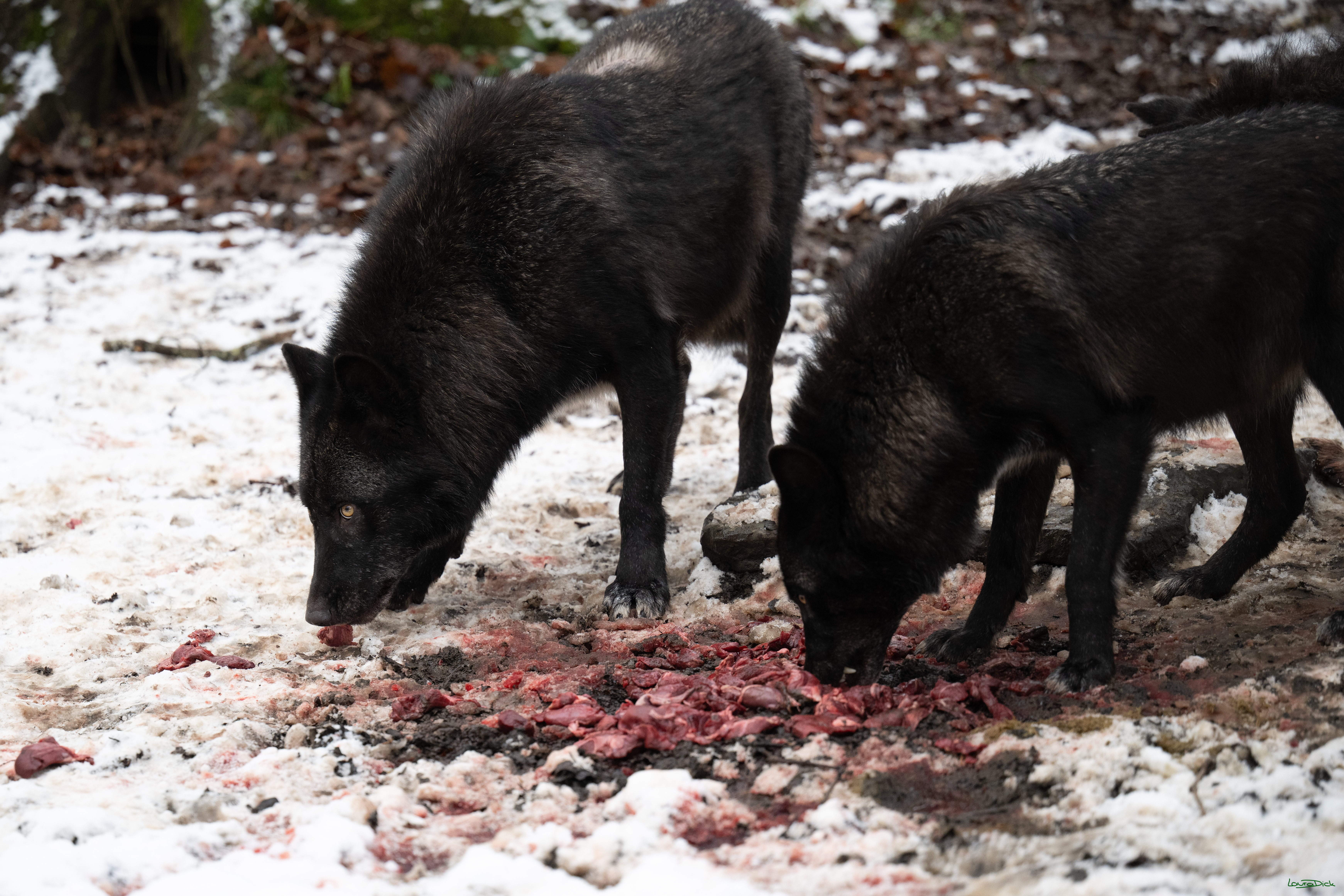 Wolfsfuetterung; Pelm, 04.01.2025