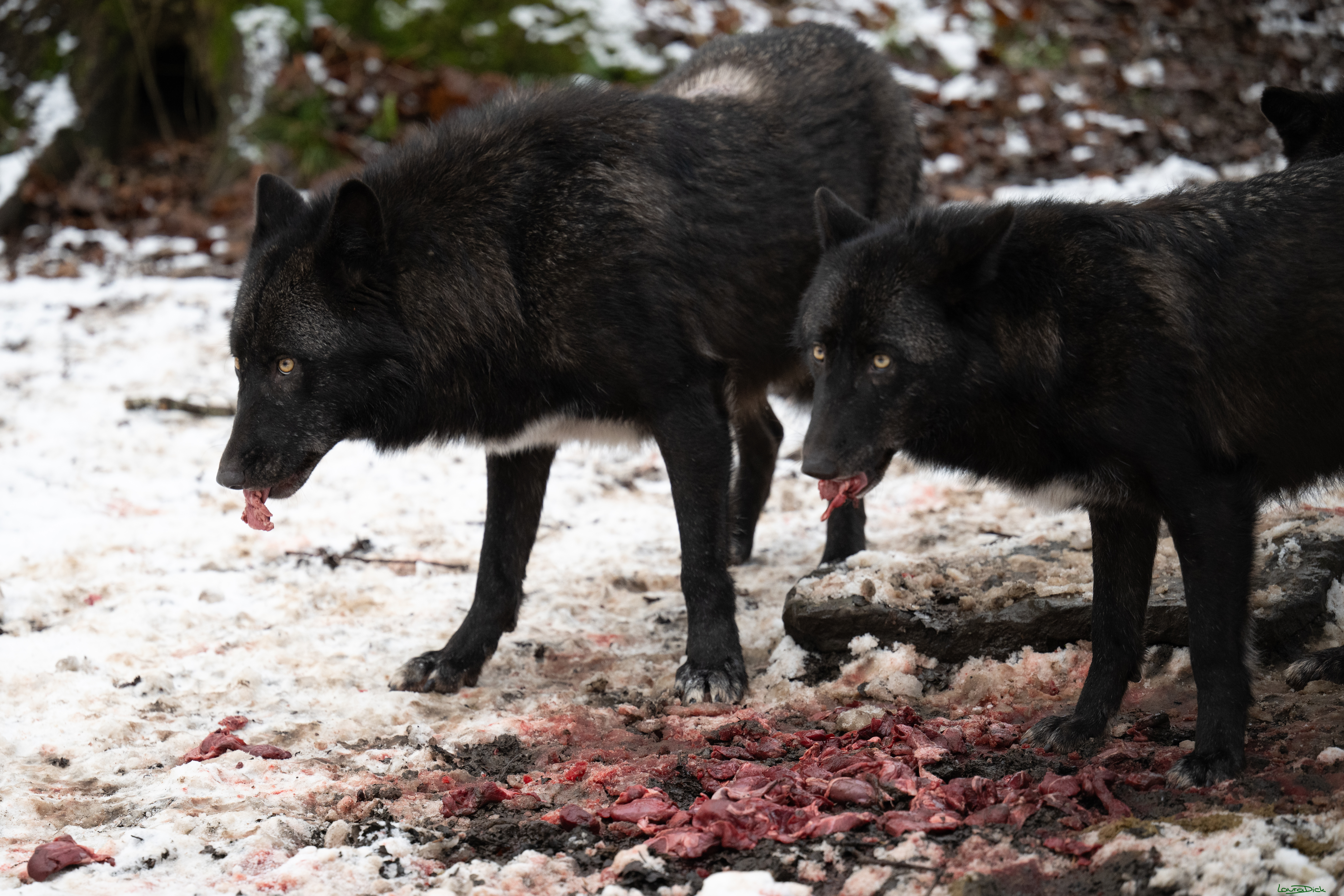 Wolfsfuetterung; Pelm, 04.01.2025