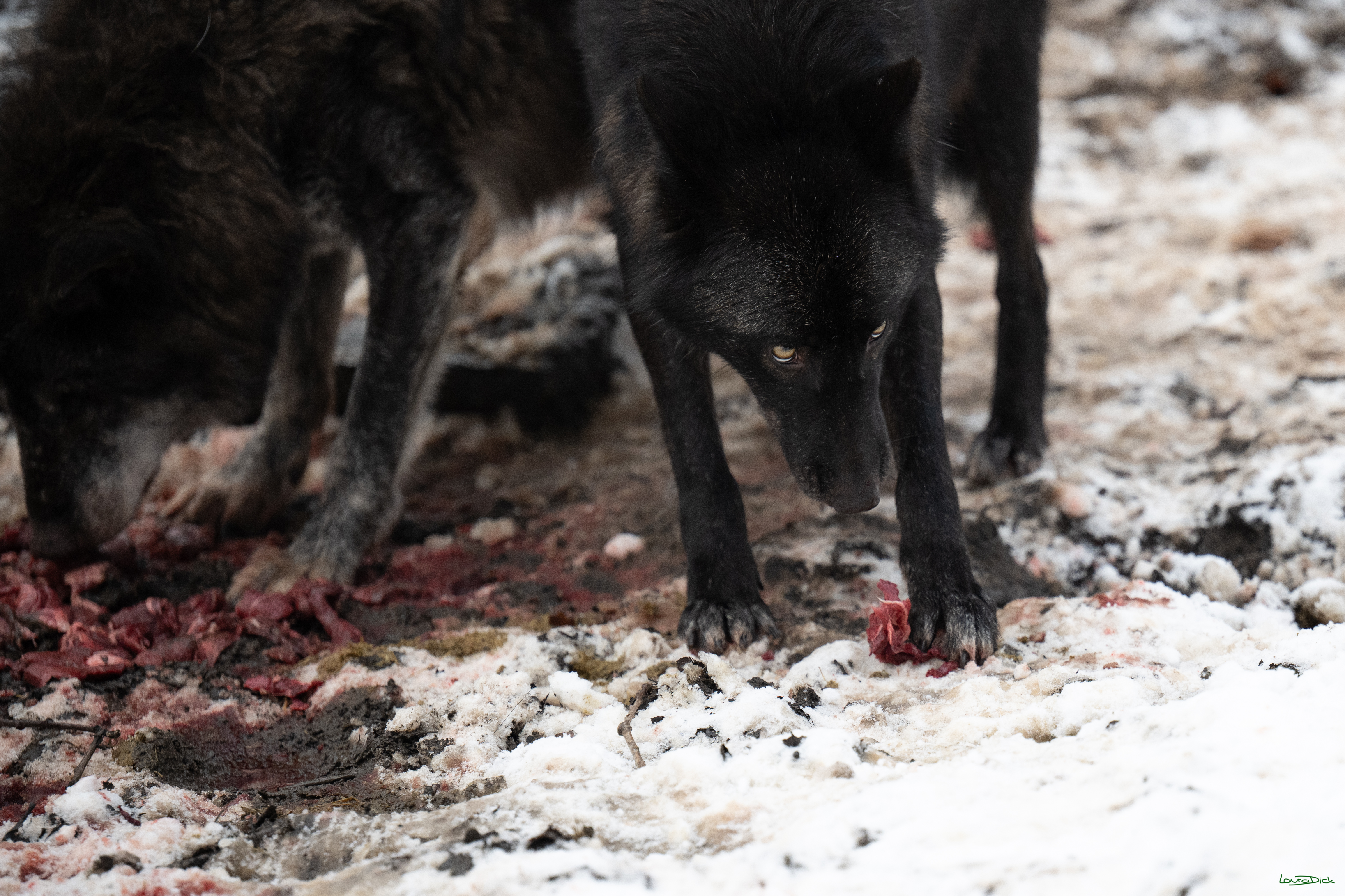 Wolfsfuetterung; Pelm, 04.01.2025
