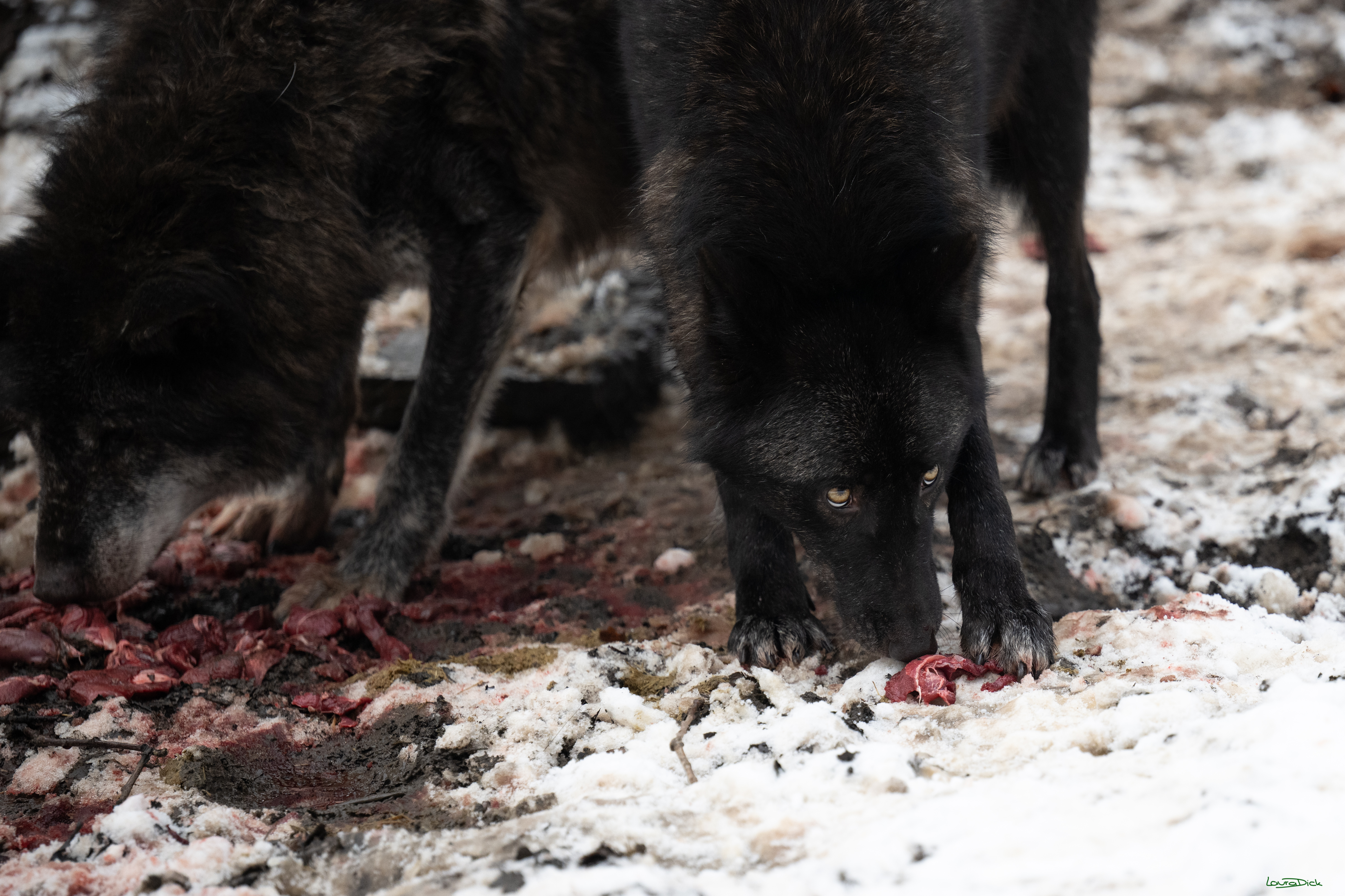 Wolfsfuetterung; Pelm, 04.01.2025