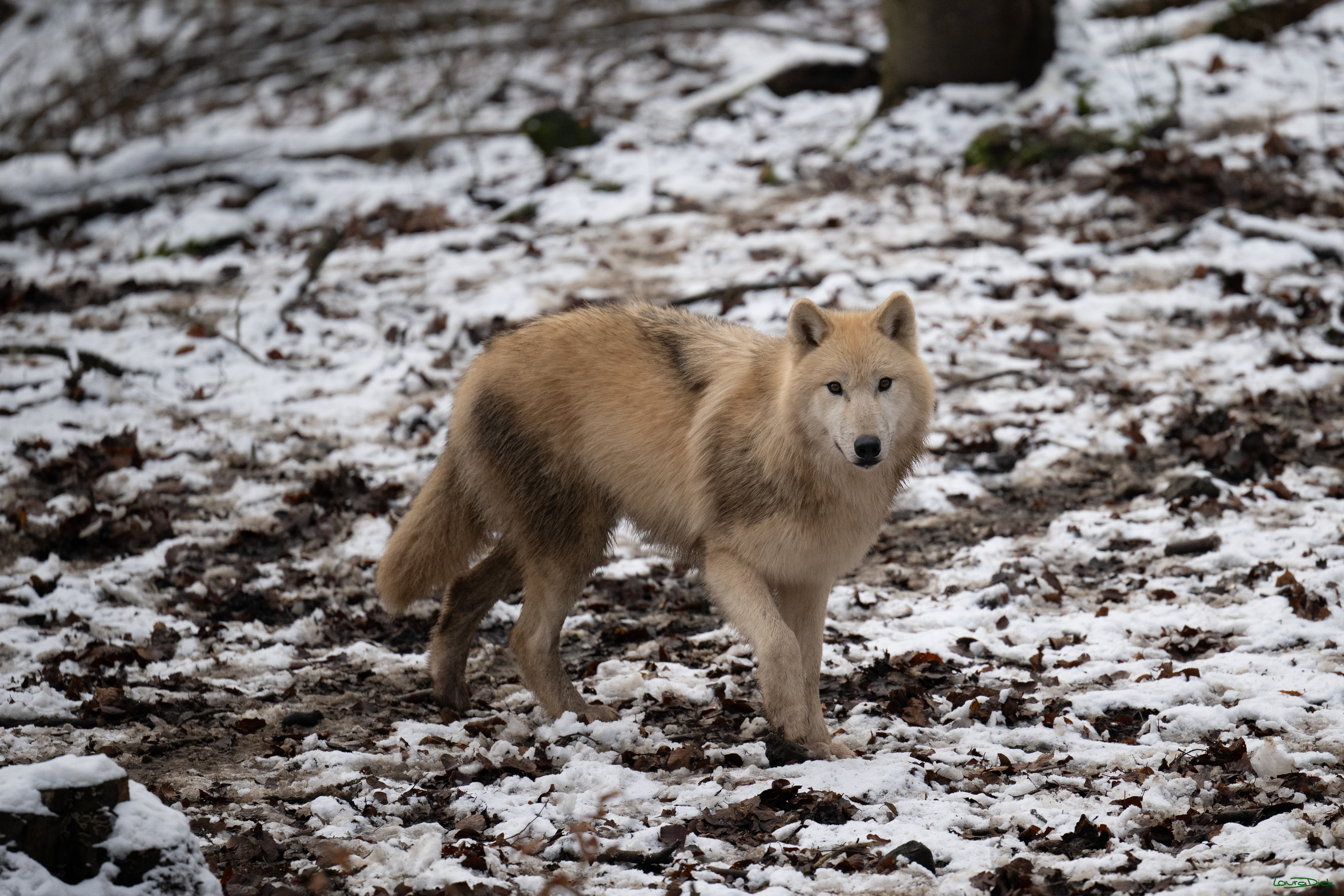 Wolfsfuetterung; Pelm, 04.01.2025