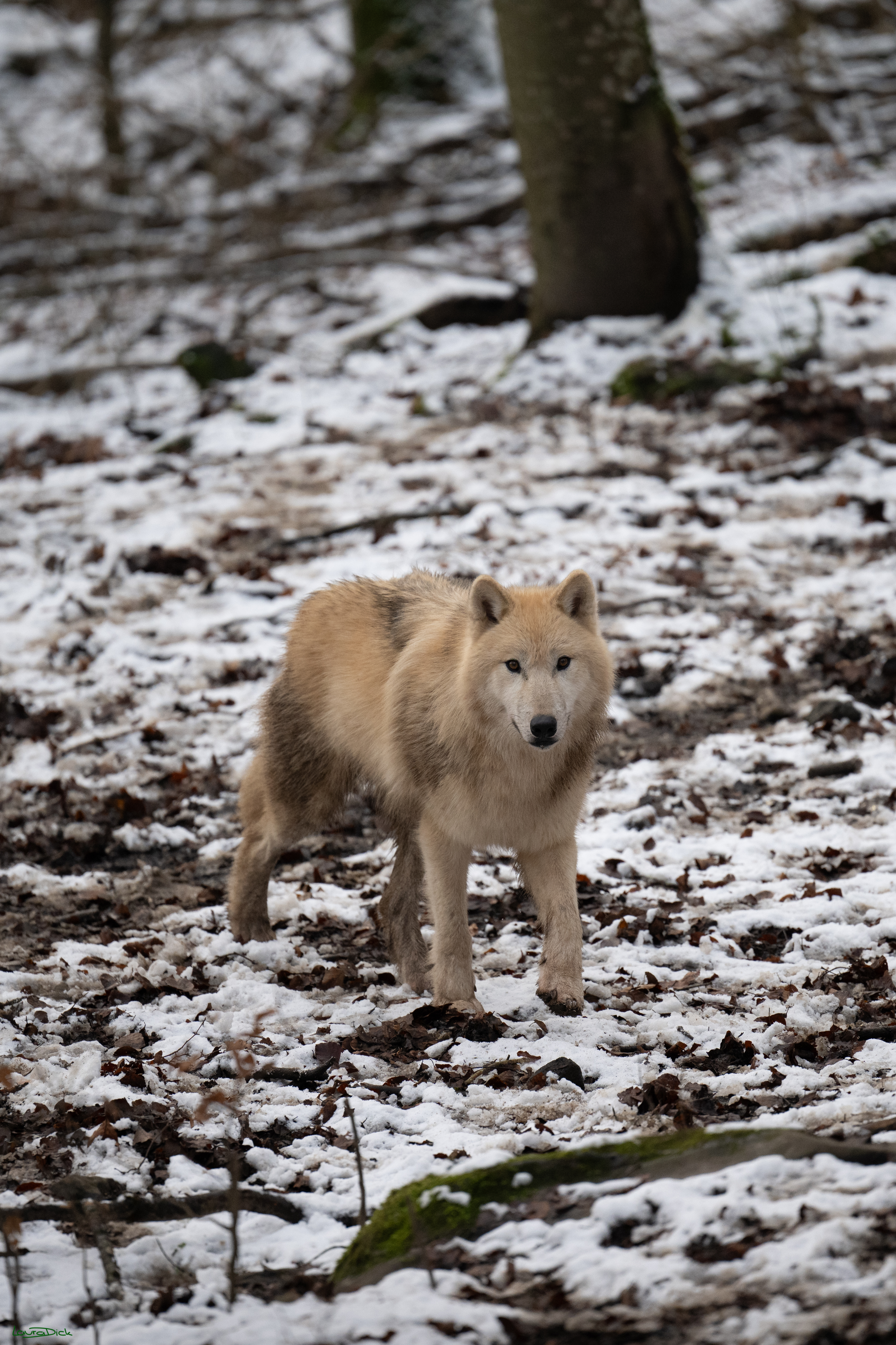 Wolfsfuetterung; Pelm, 04.01.2025