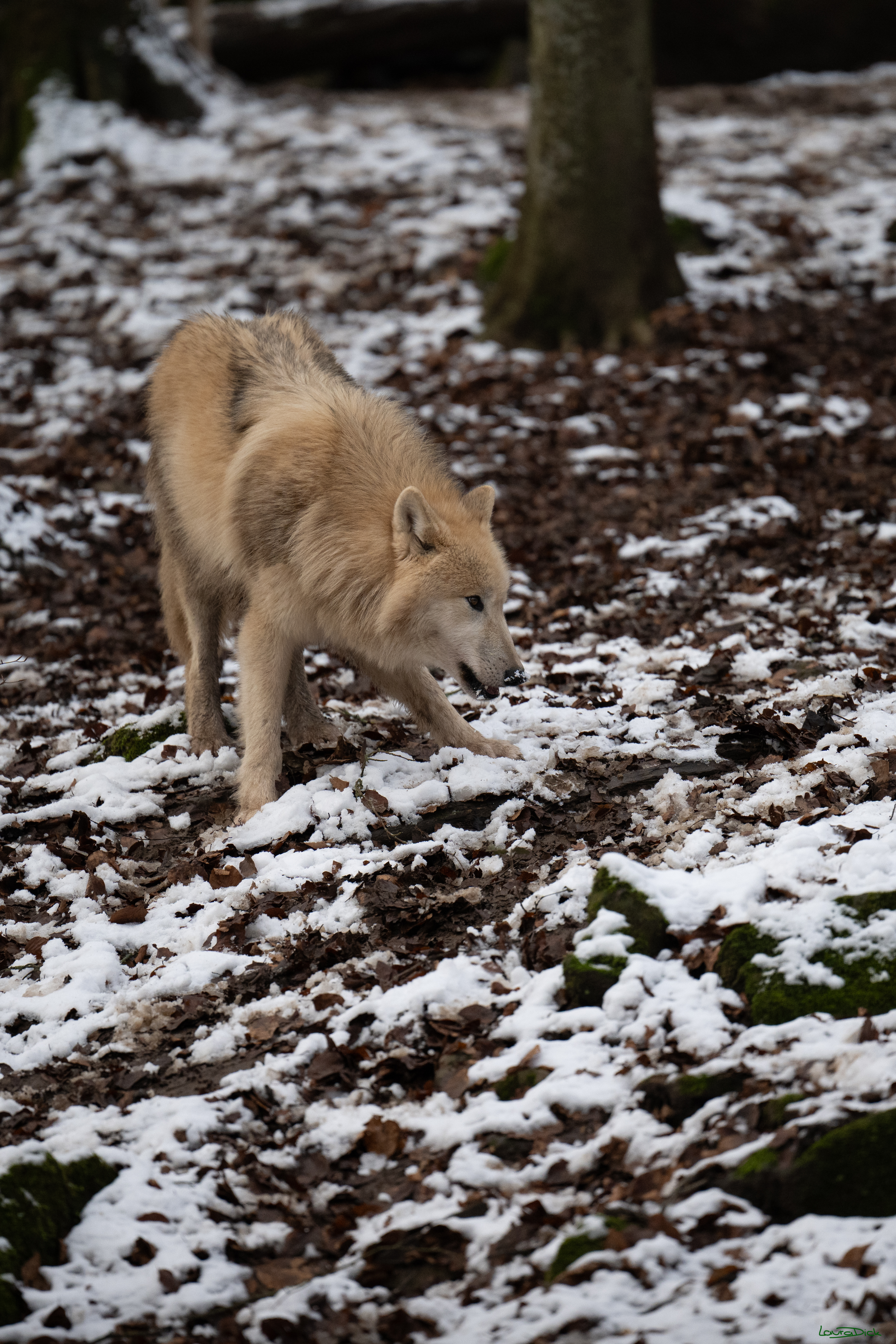 Wolfsfuetterung; Pelm, 04.01.2025