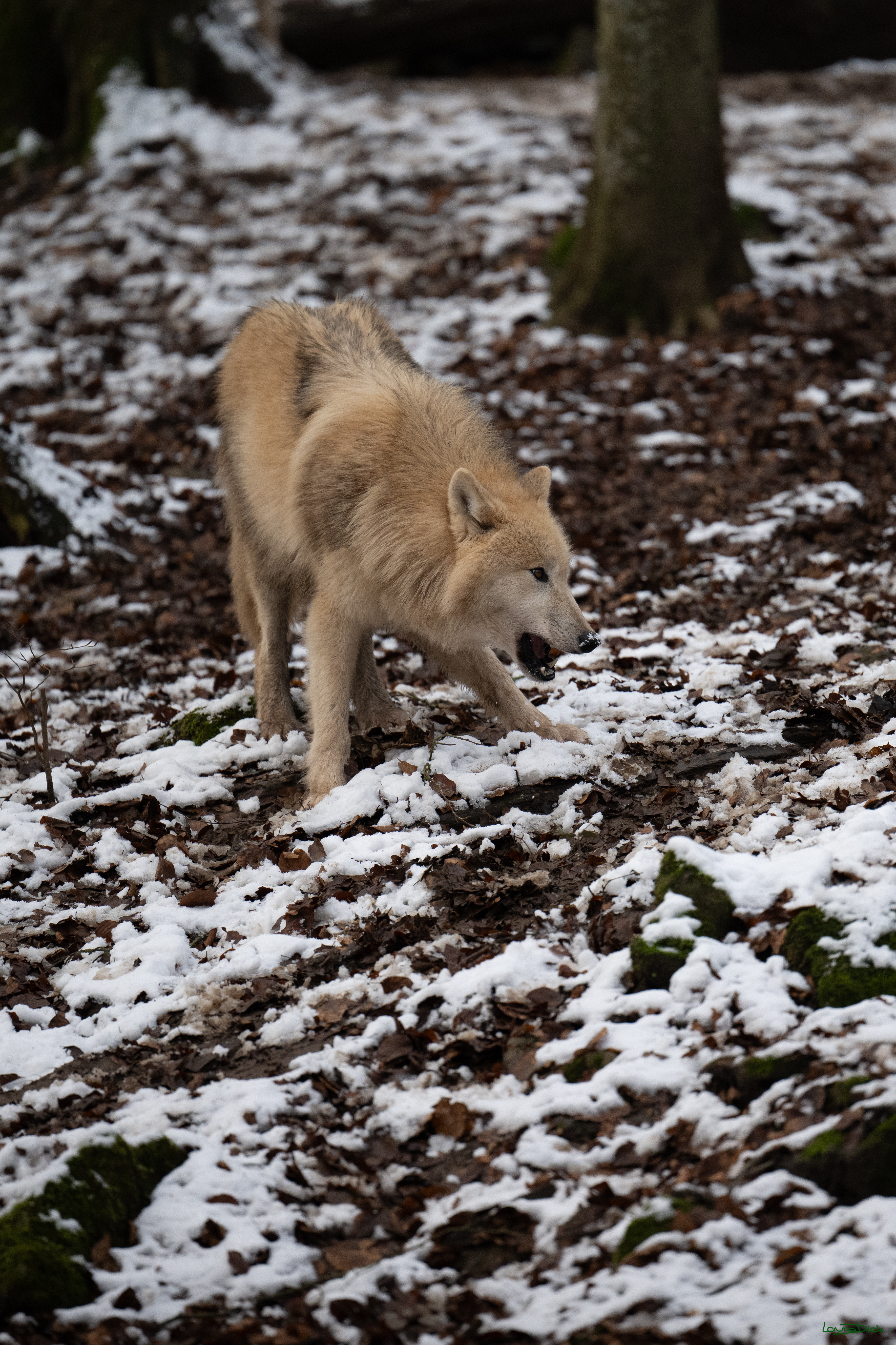 Wolfsfuetterung; Pelm, 04.01.2025