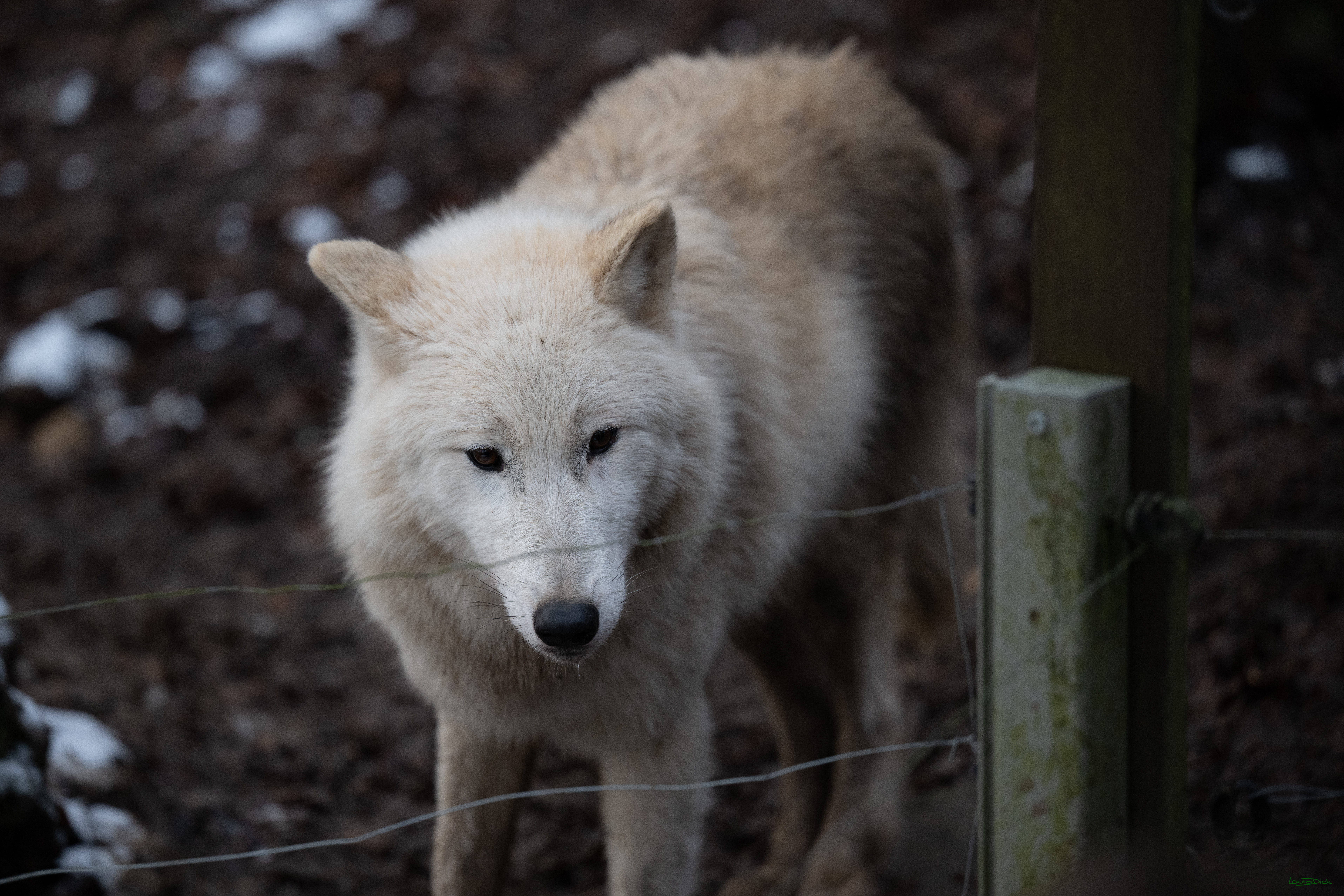 Wolfsfuetterung; Pelm, 04.01.2025