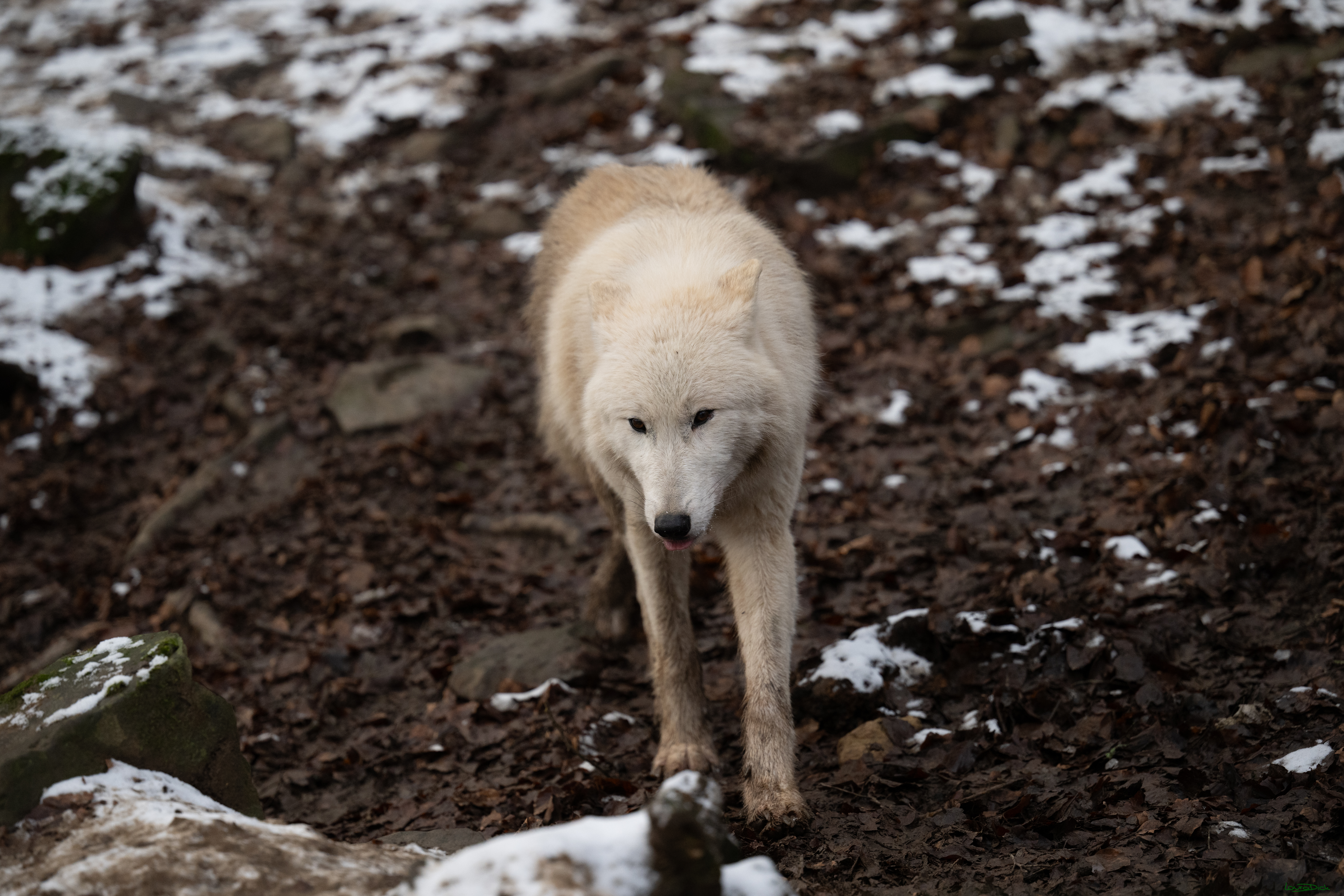 Wolfsfuetterung; Pelm, 04.01.2025