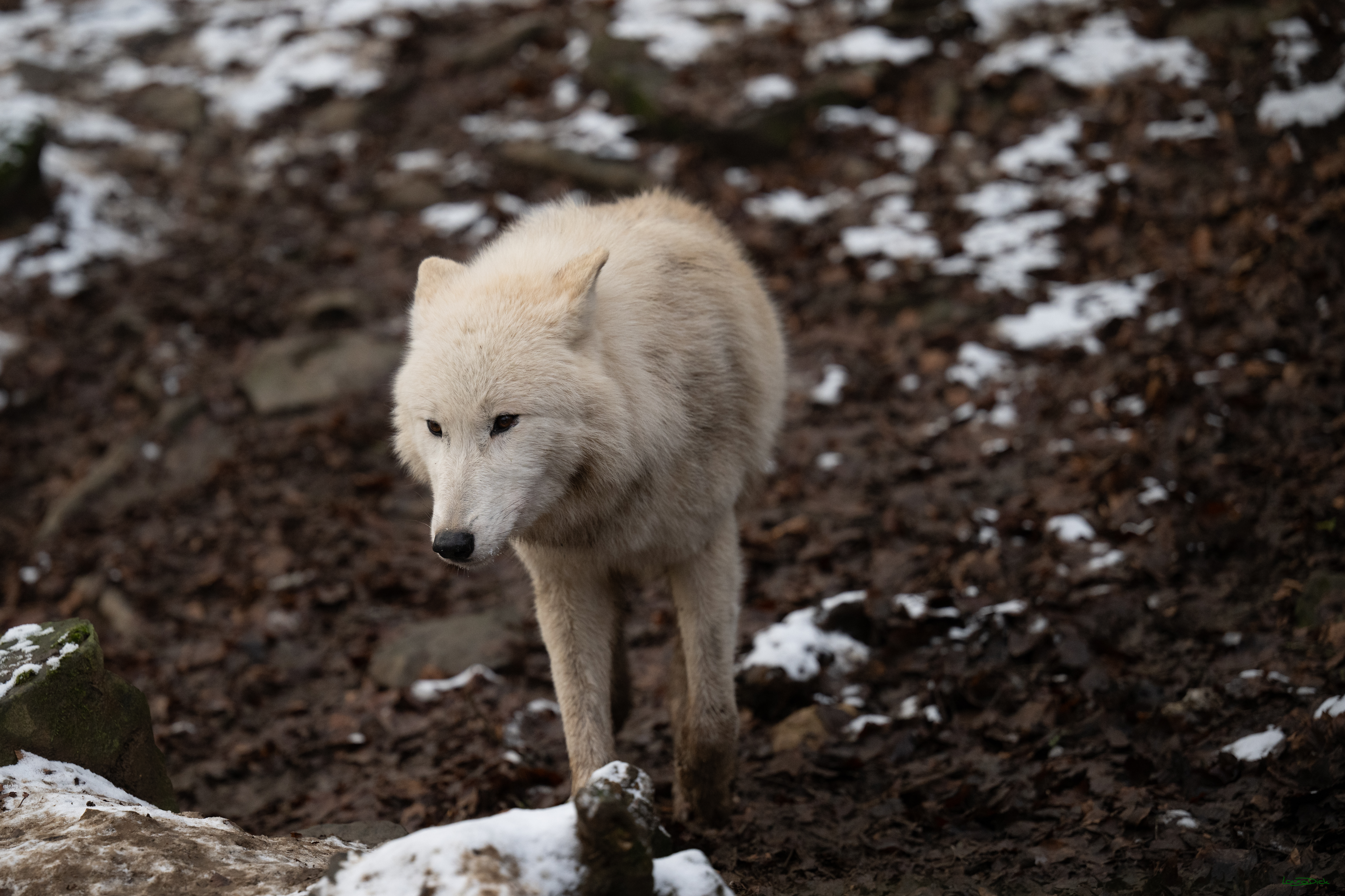 Wolfsfuetterung; Pelm, 04.01.2025